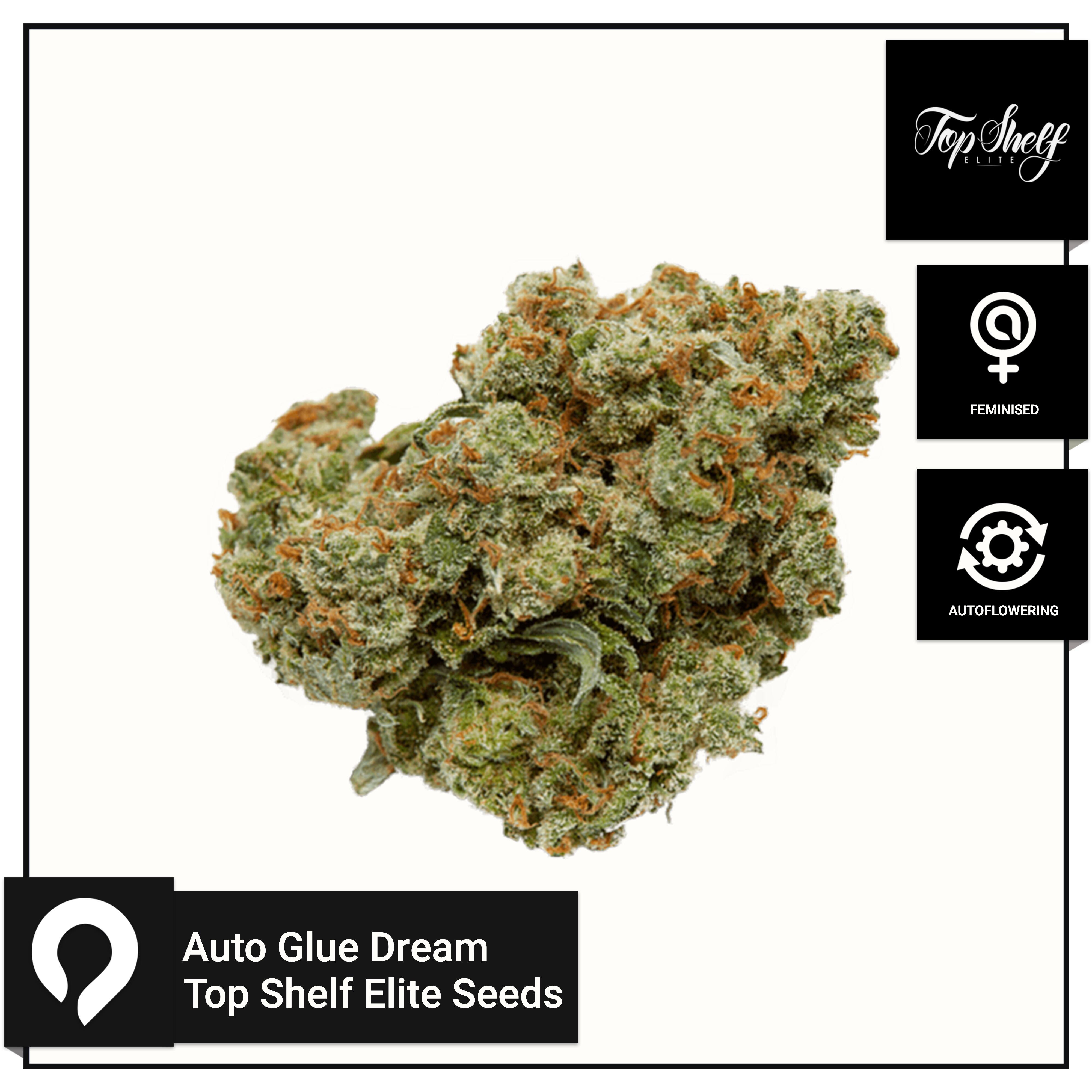 Auto Glue Dream Top Shelf Elite Seeds Feminised Seeds Kazam Seeds