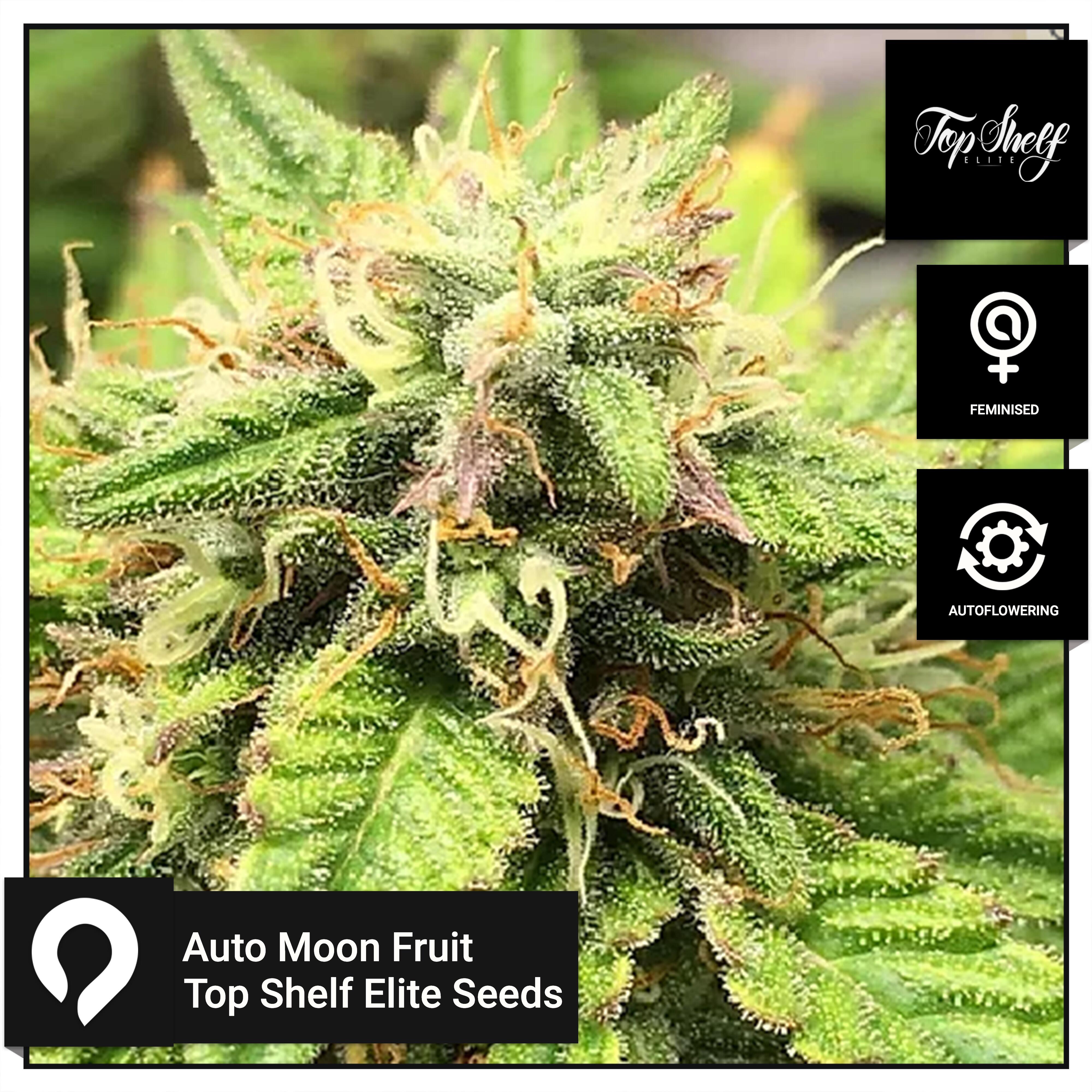 Auto Moon Fruit Top Shelf Elite Seeds Feminised Seeds Kazam Seeds