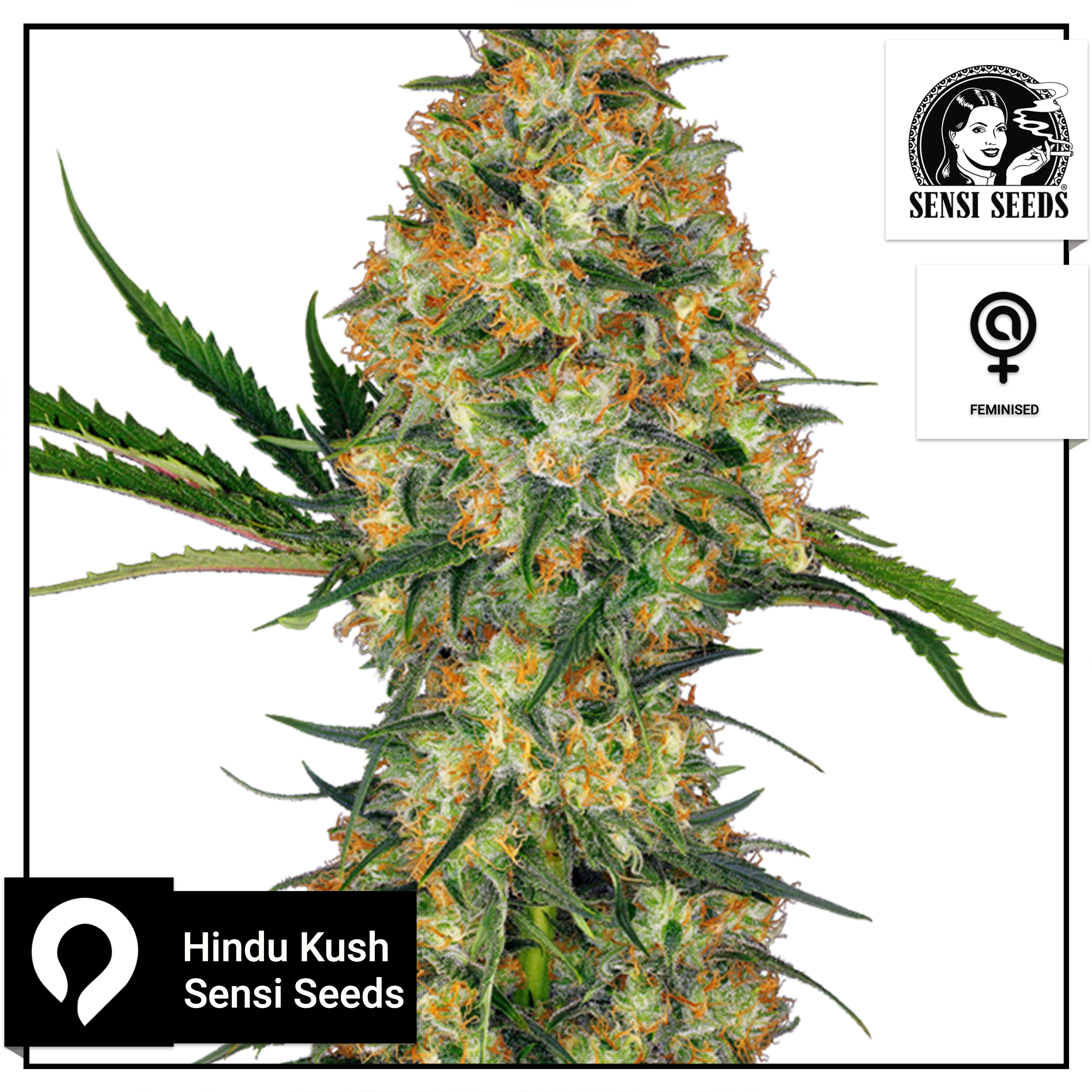 Hindu Kush Sensi Seeds Feminised Seeds Kazam Seeds