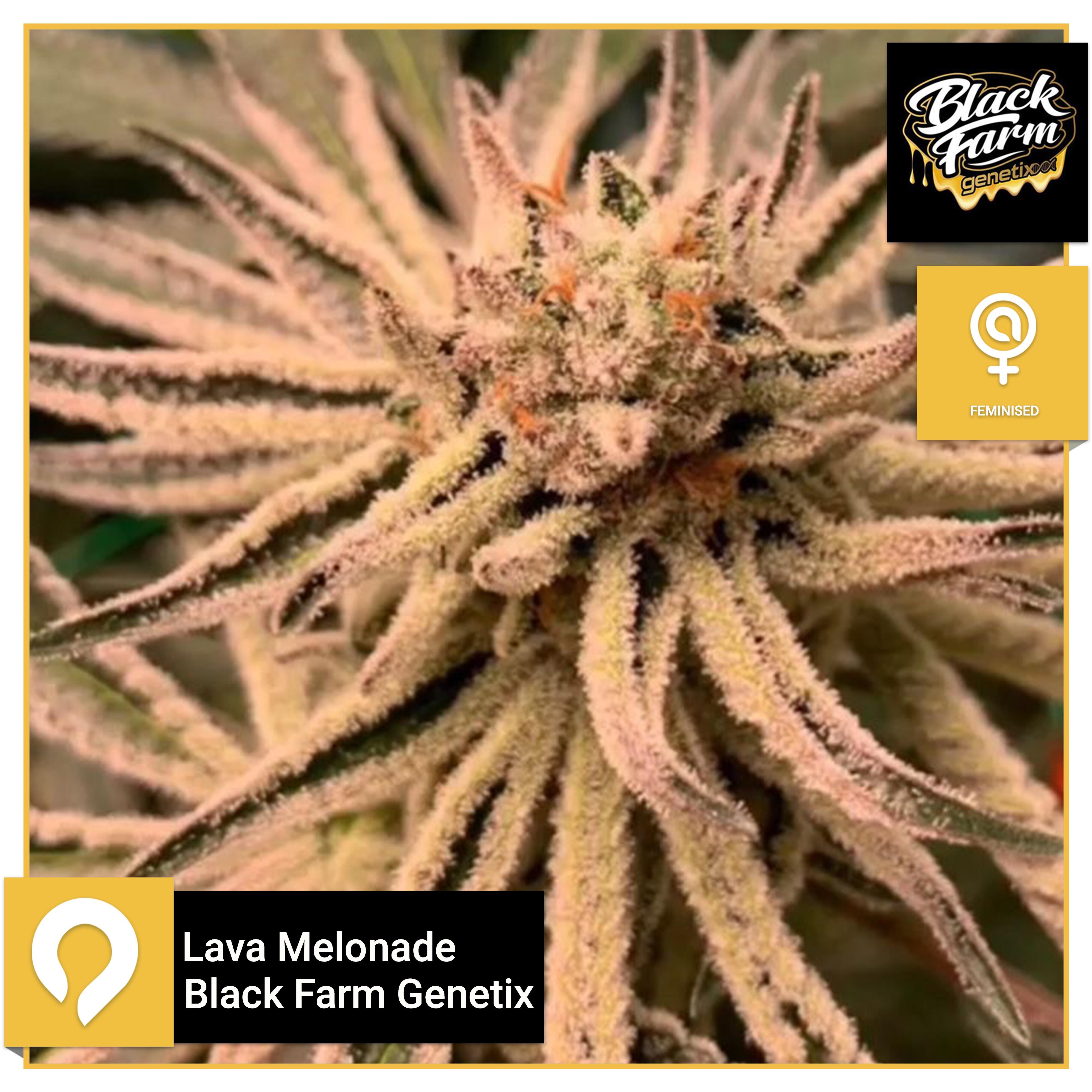 Lava Melonade Black Farm Feminised Seeds Kazam Seeds