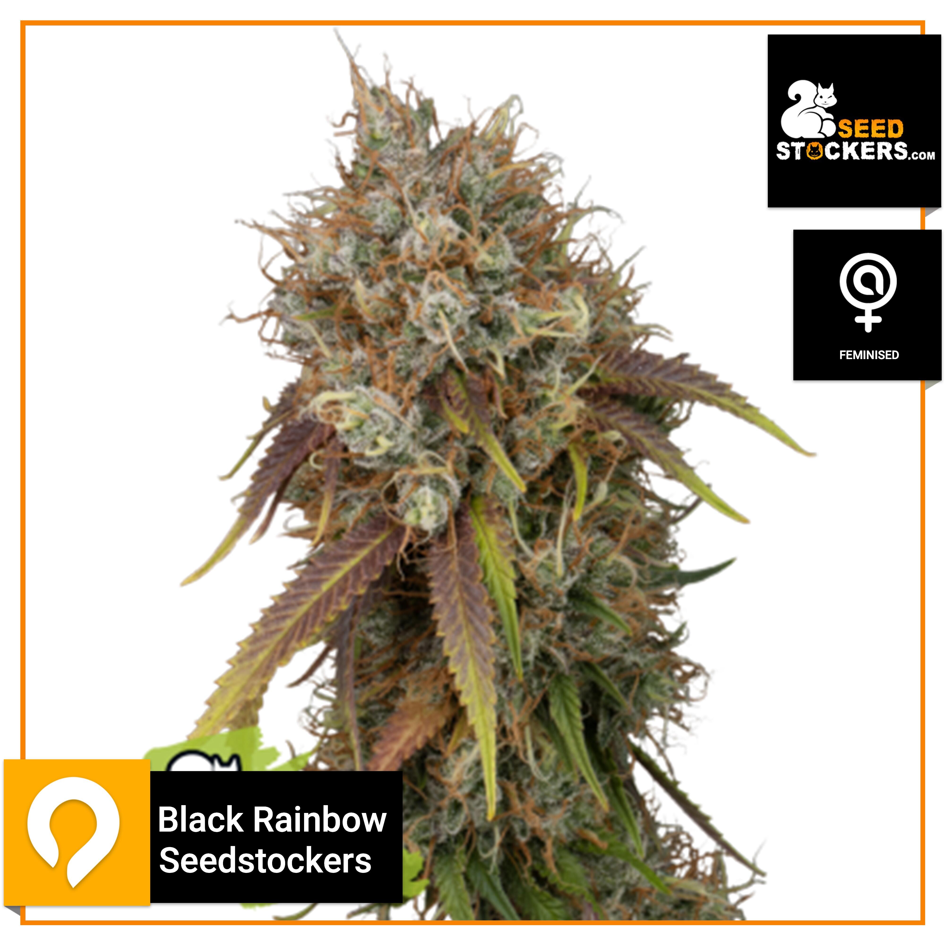 Black Rainbow - Seedstockers - Feminised Seeds | Kazam Seeds