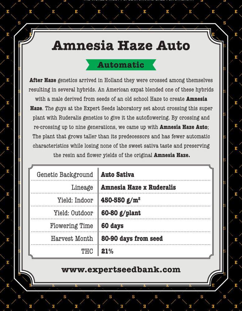 Amnesia Haze Auto