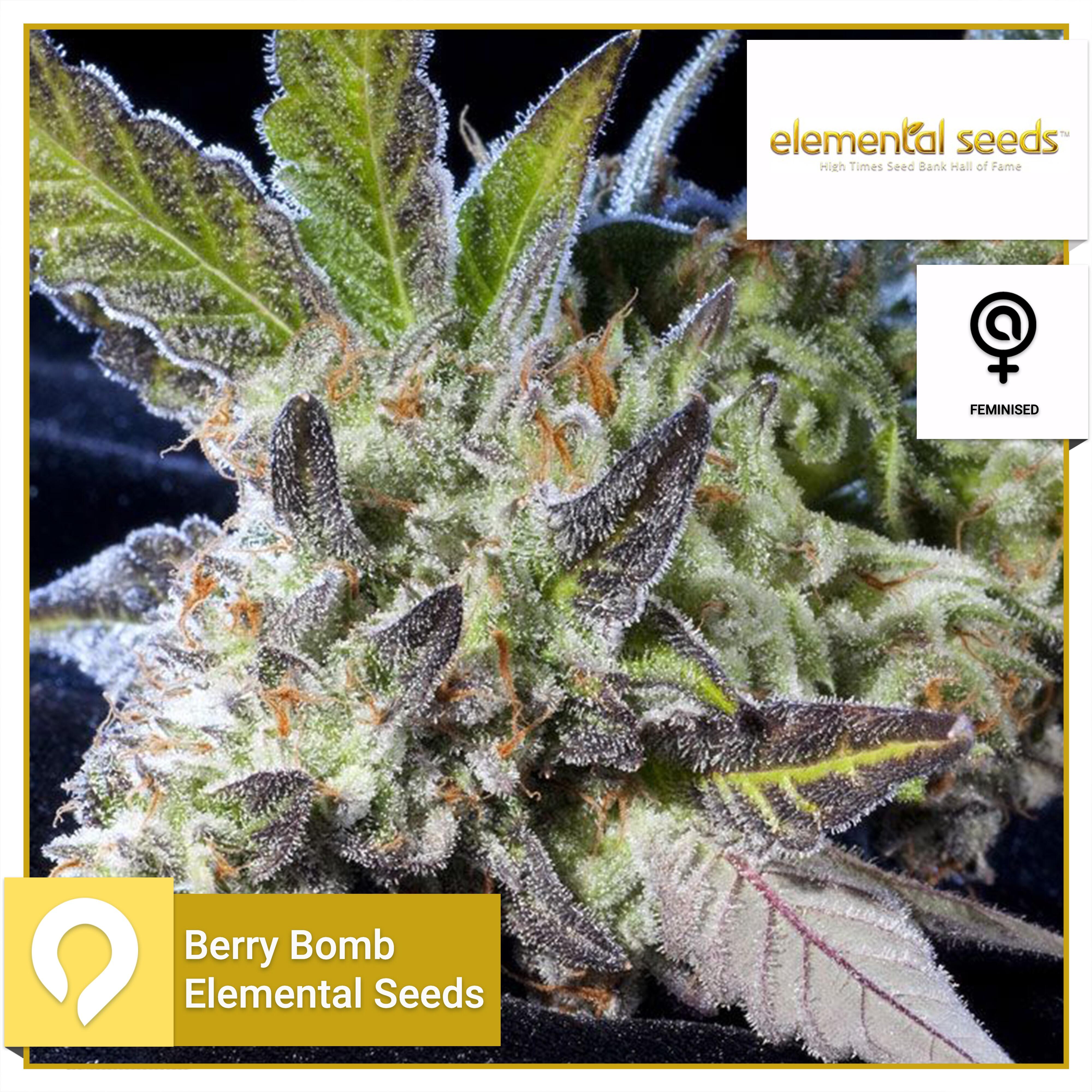 Berry Bomb - Elemental Seeds - Feminised Seeds | Kazam Seeds