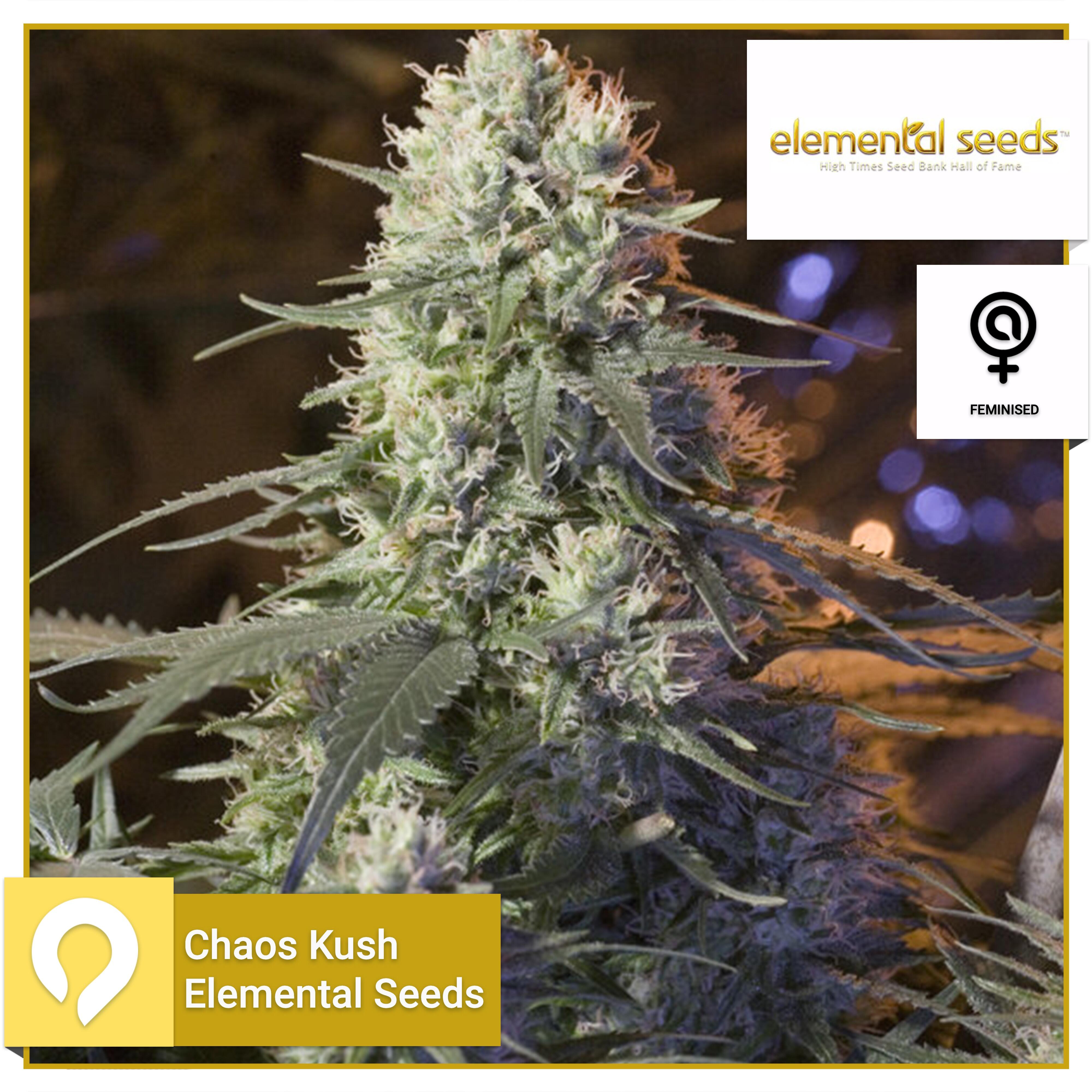 Chaos Kush - Elemental Seeds - Feminised Seeds 