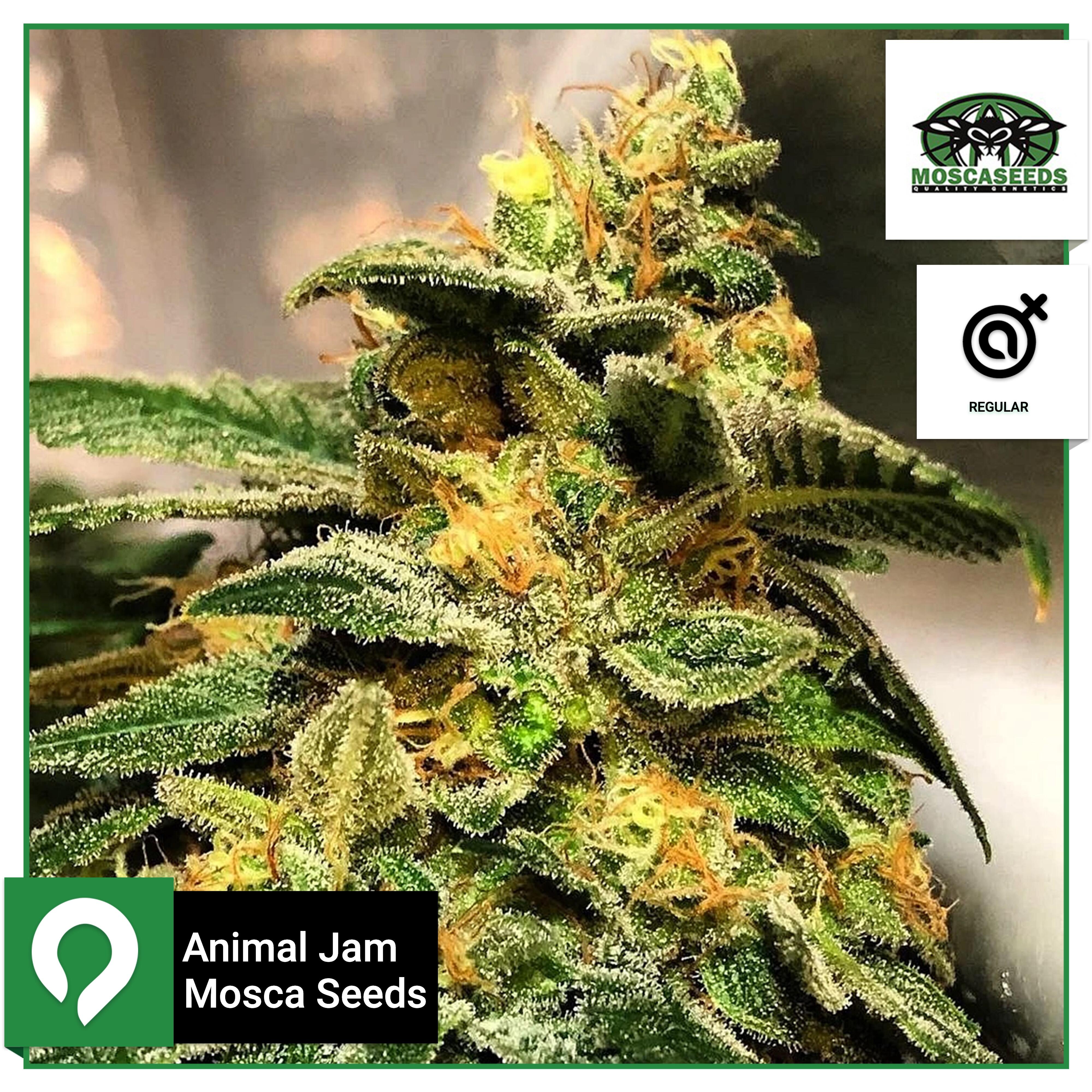 Animal Jam Mosca Seeds Regular Seeds Kazam Seeds