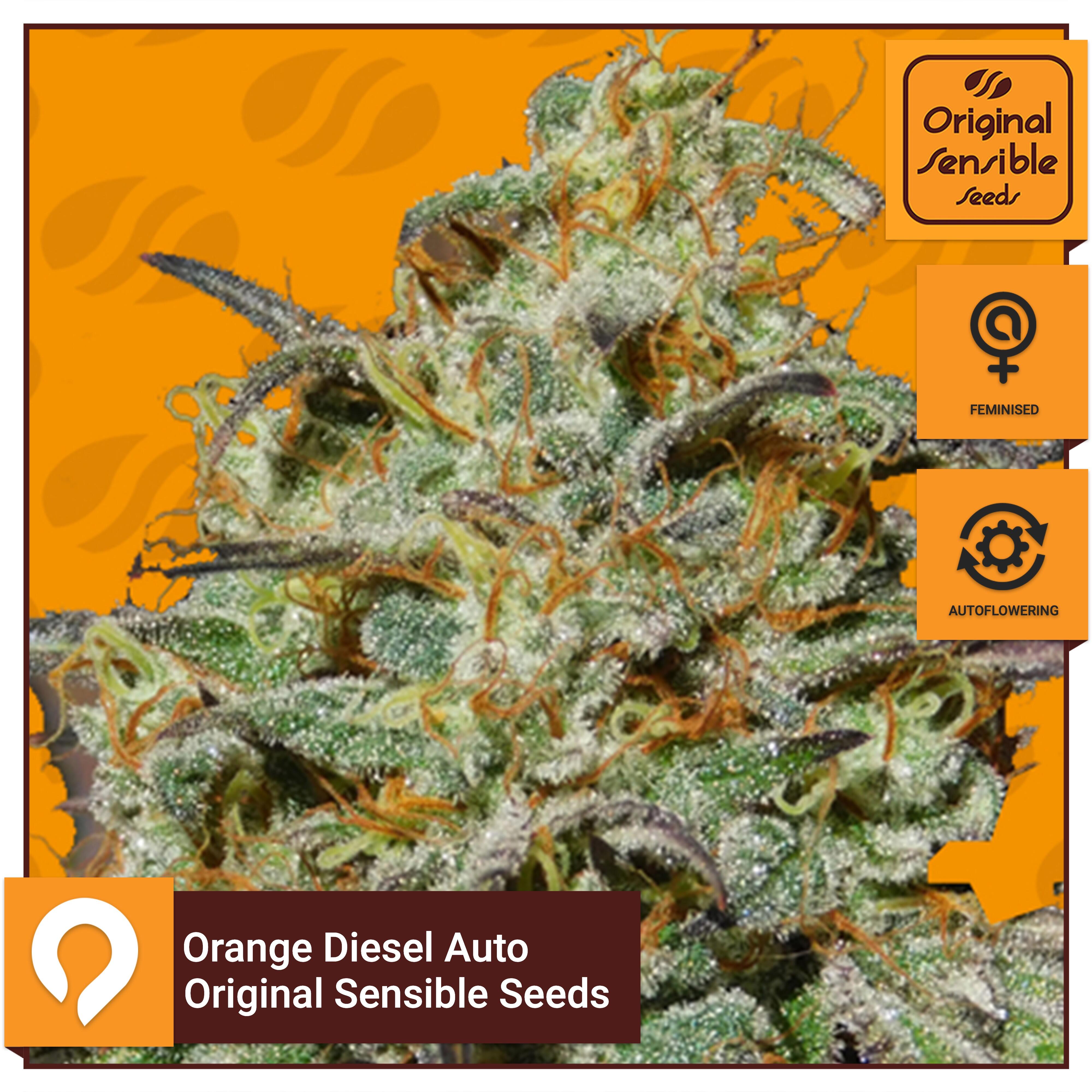 Orange Diesel Auto Original Sensible Seeds Feminised Seeds Kazam