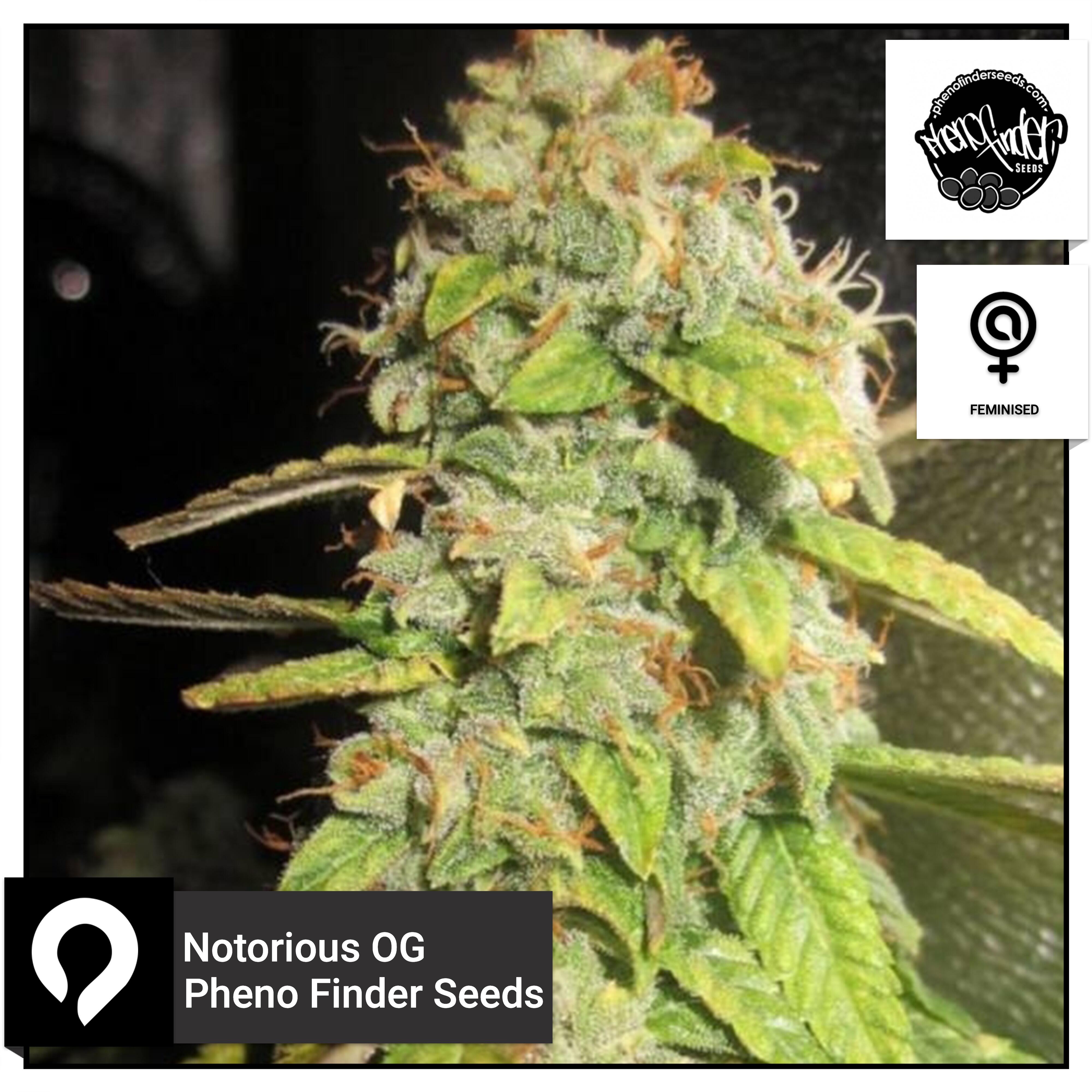 Notorious OG - Pheno Finder Seeds - Feminised Seeds | Kazam Seeds