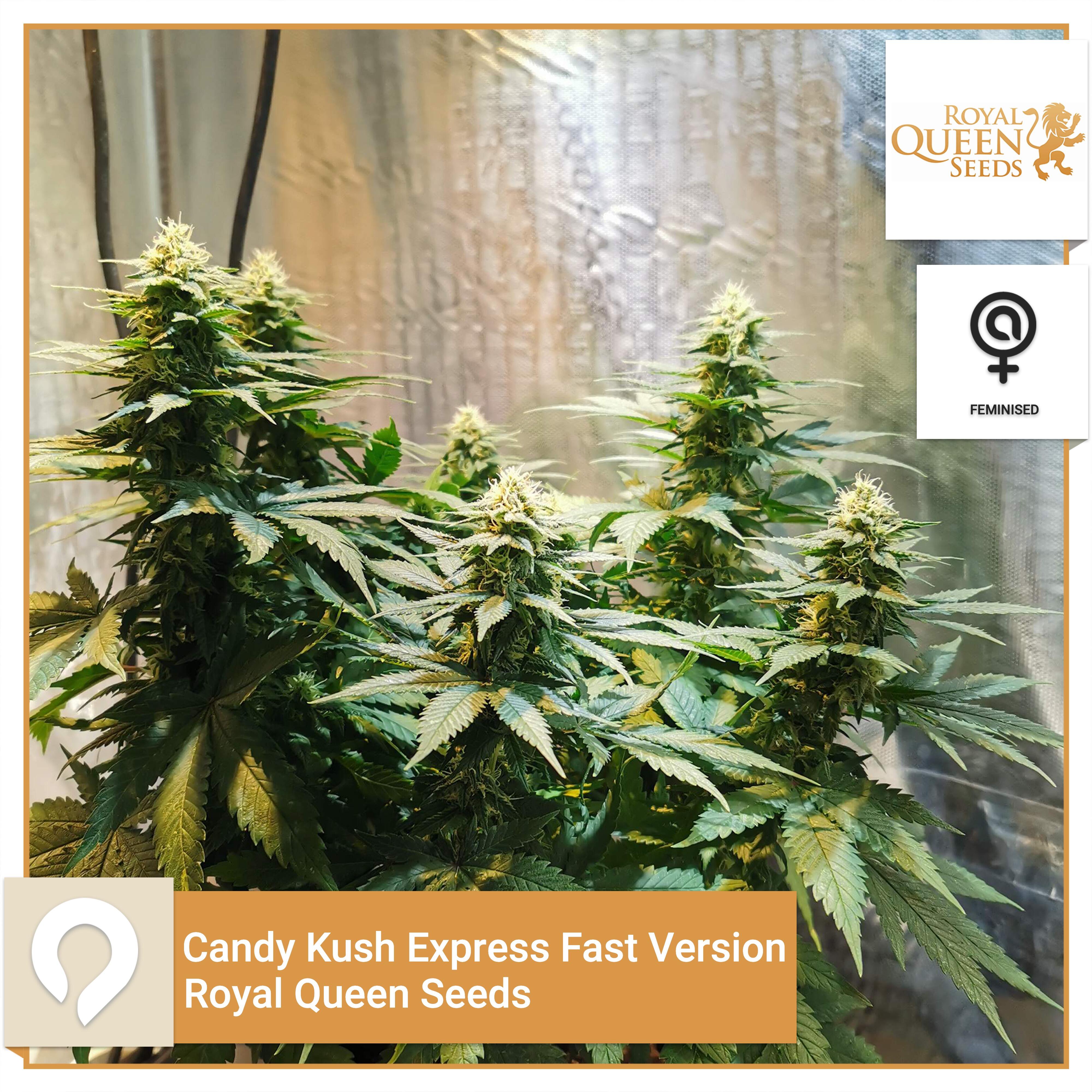 Candy Kush Express Fast Version Royal Queen Seeds Feminised Seeds