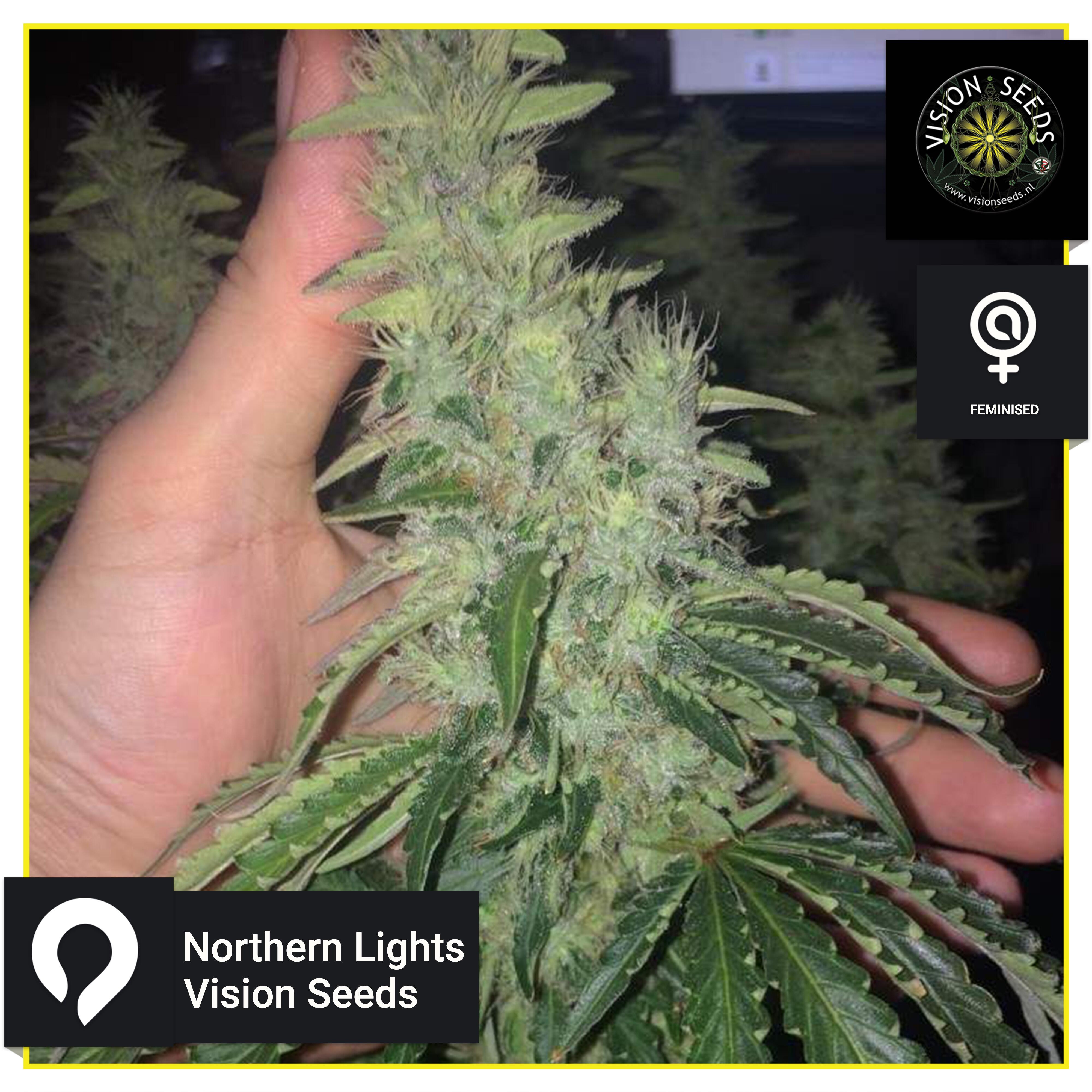 Northern Lights - Vision Seeds - Feminised Seeds | Kazam Seeds 