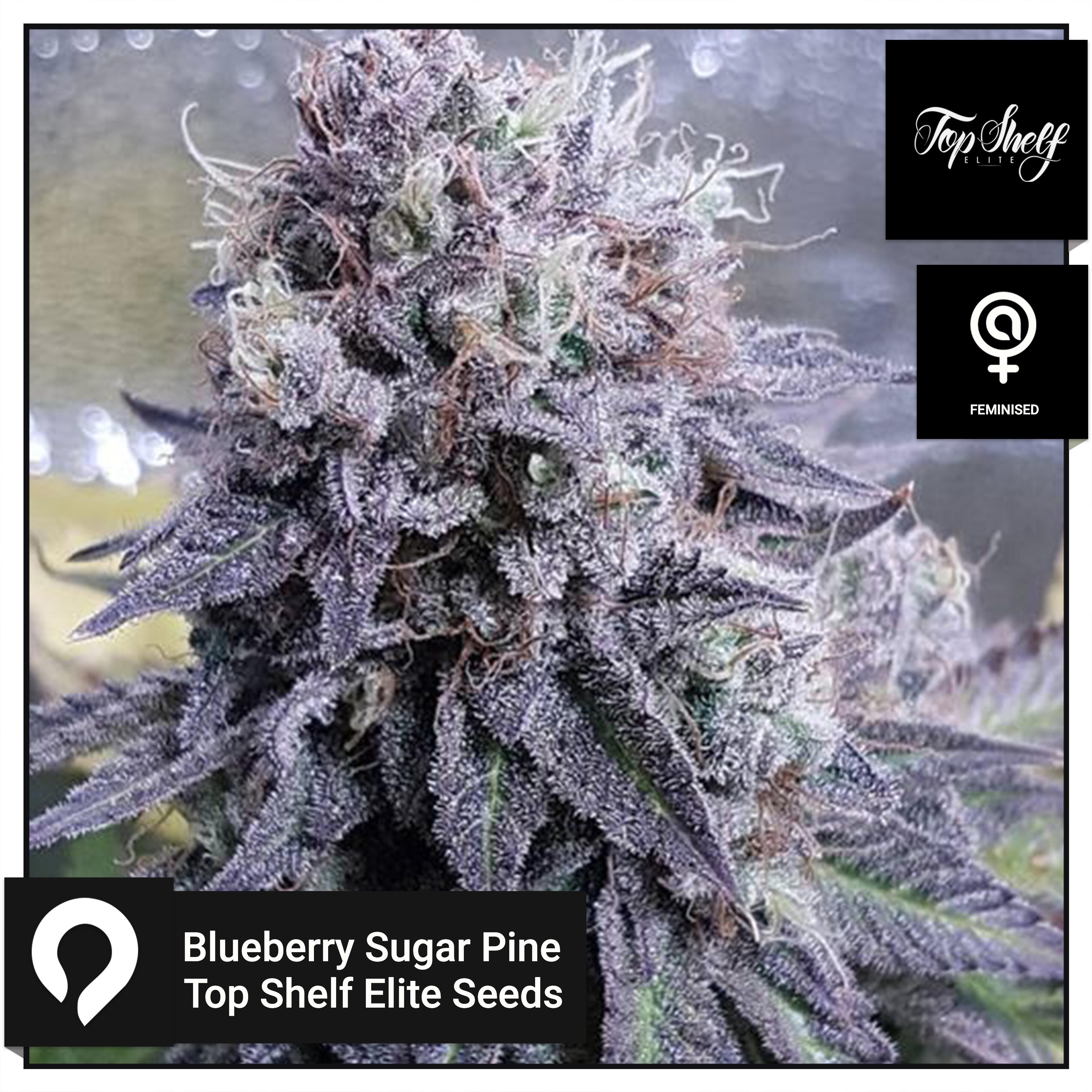 Blueberry Sugar Pine Top Shelf Elite Seeds Feminised Seeds Kazam