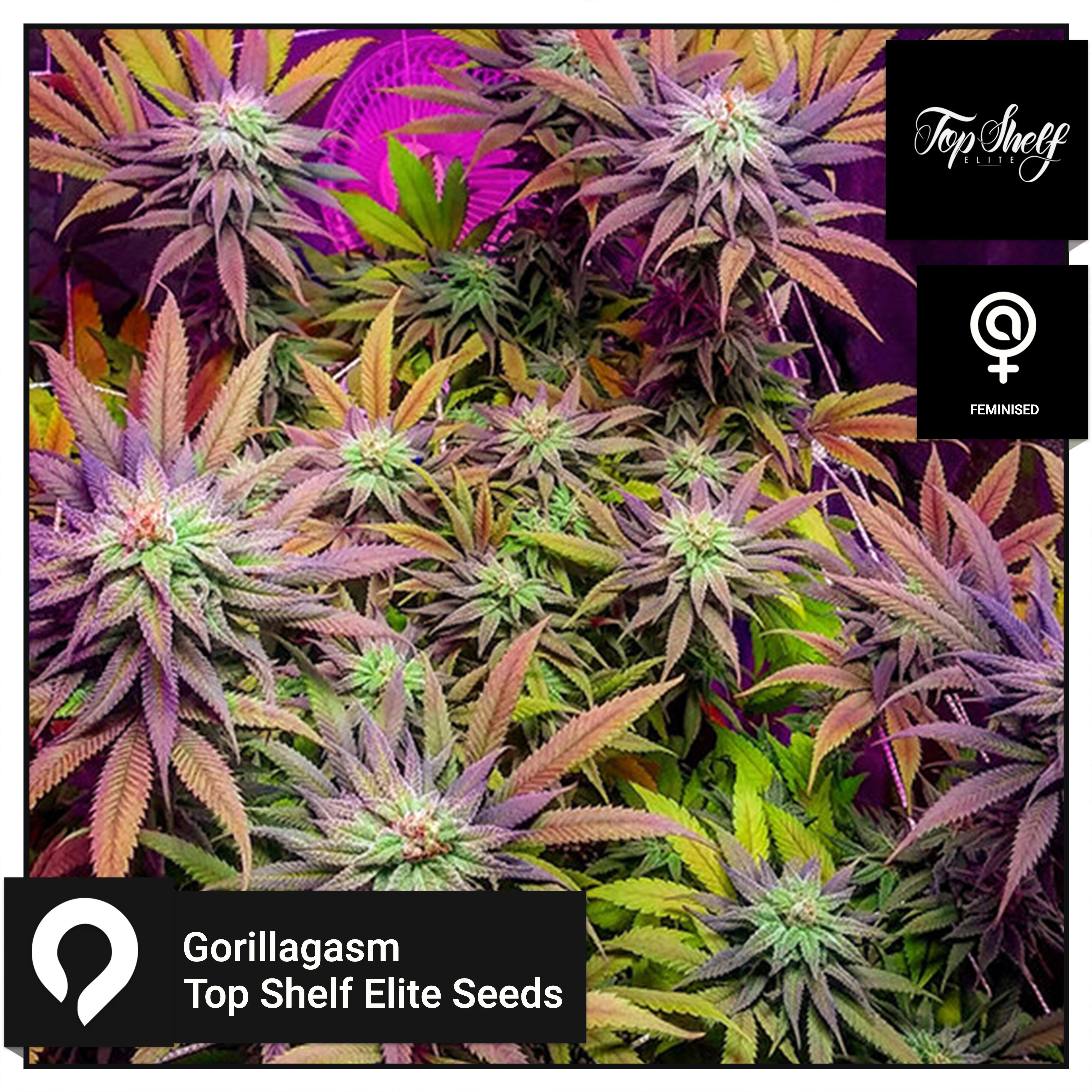 Gorillagasm Top Shelf Elite Seeds Feminised Seeds Kazam Seeds