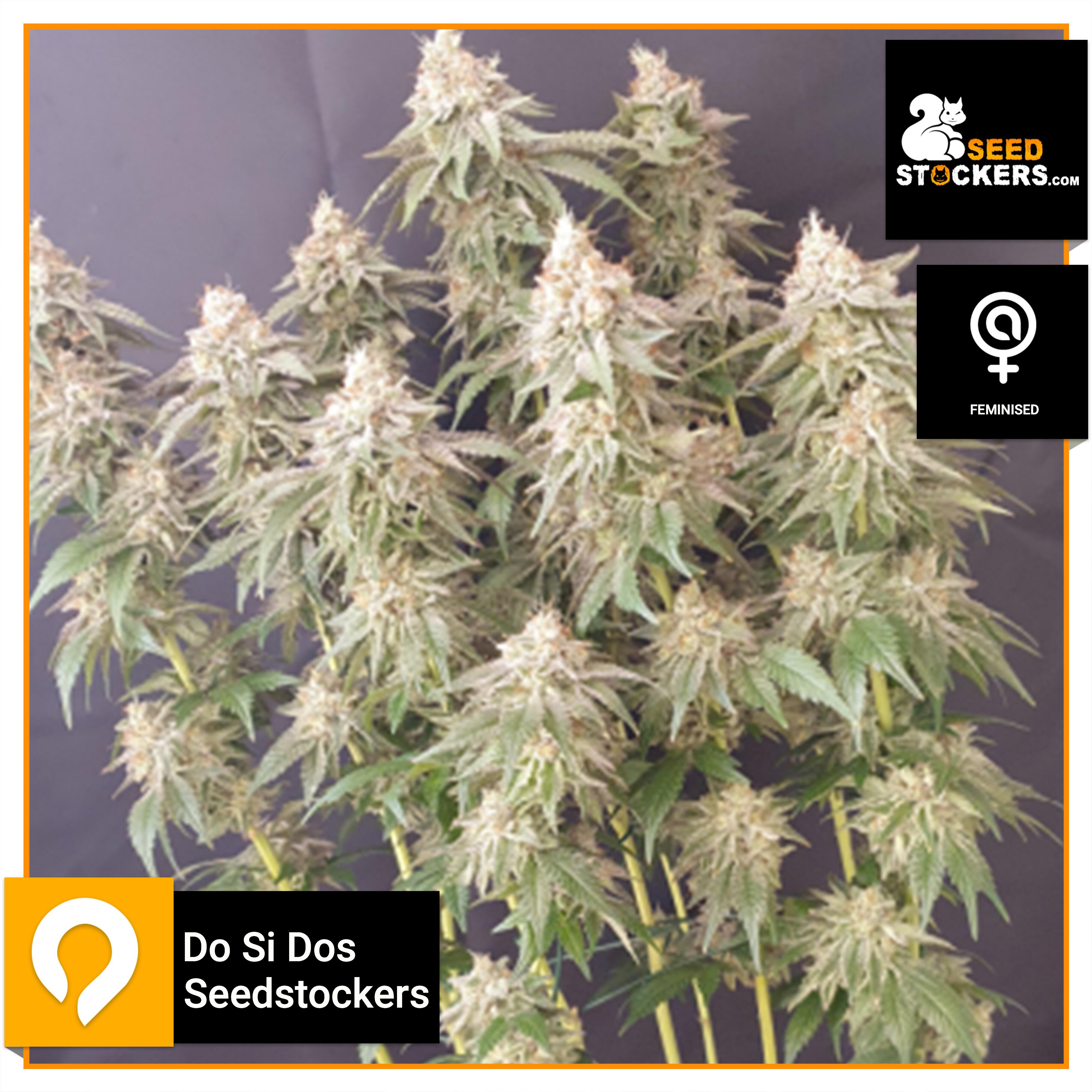 Do Si Dos - Seedstockers - Feminised Seeds | Kazam Seeds