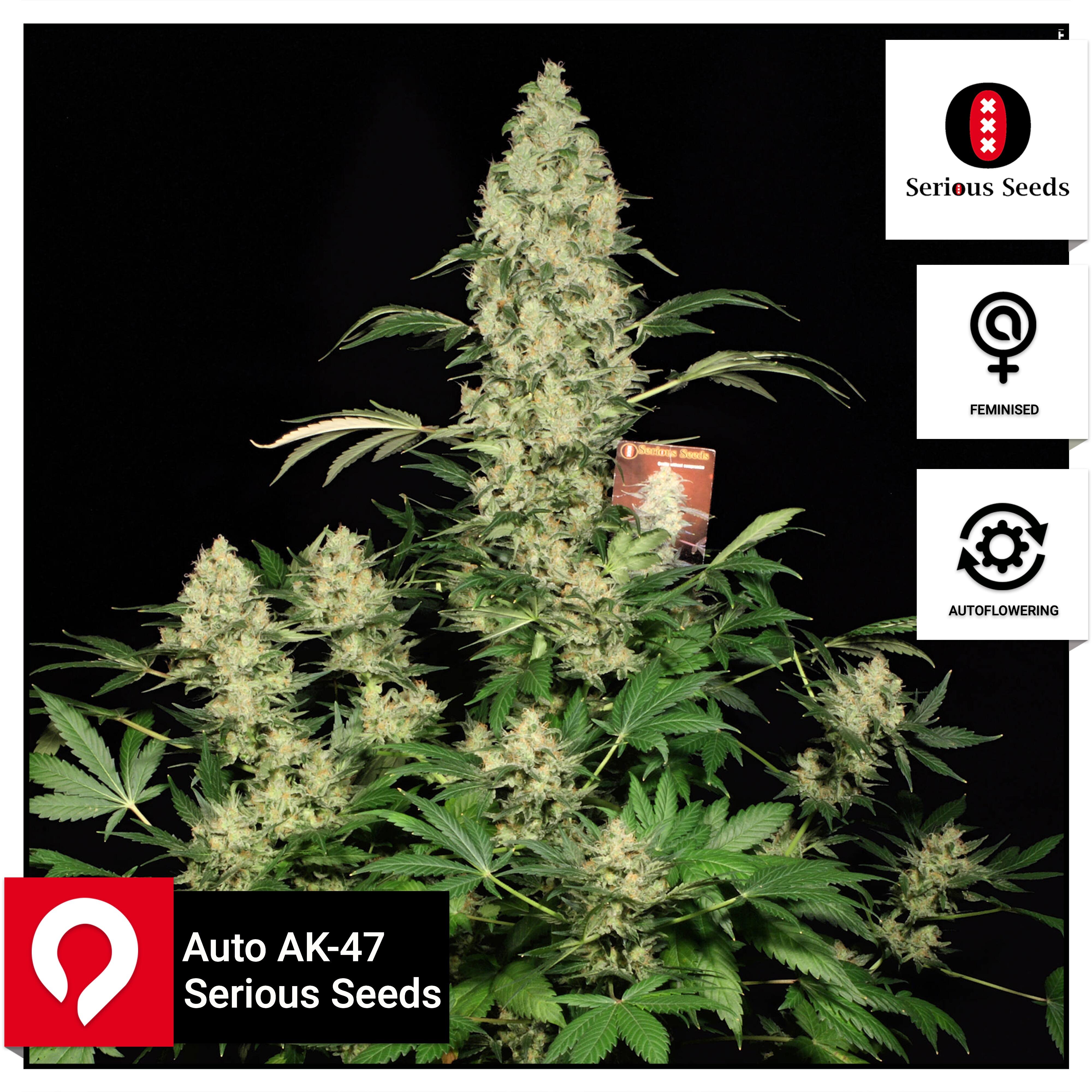 Auto AK-47 - Serious Seeds - Feminised Seeds | Kazam Seeds