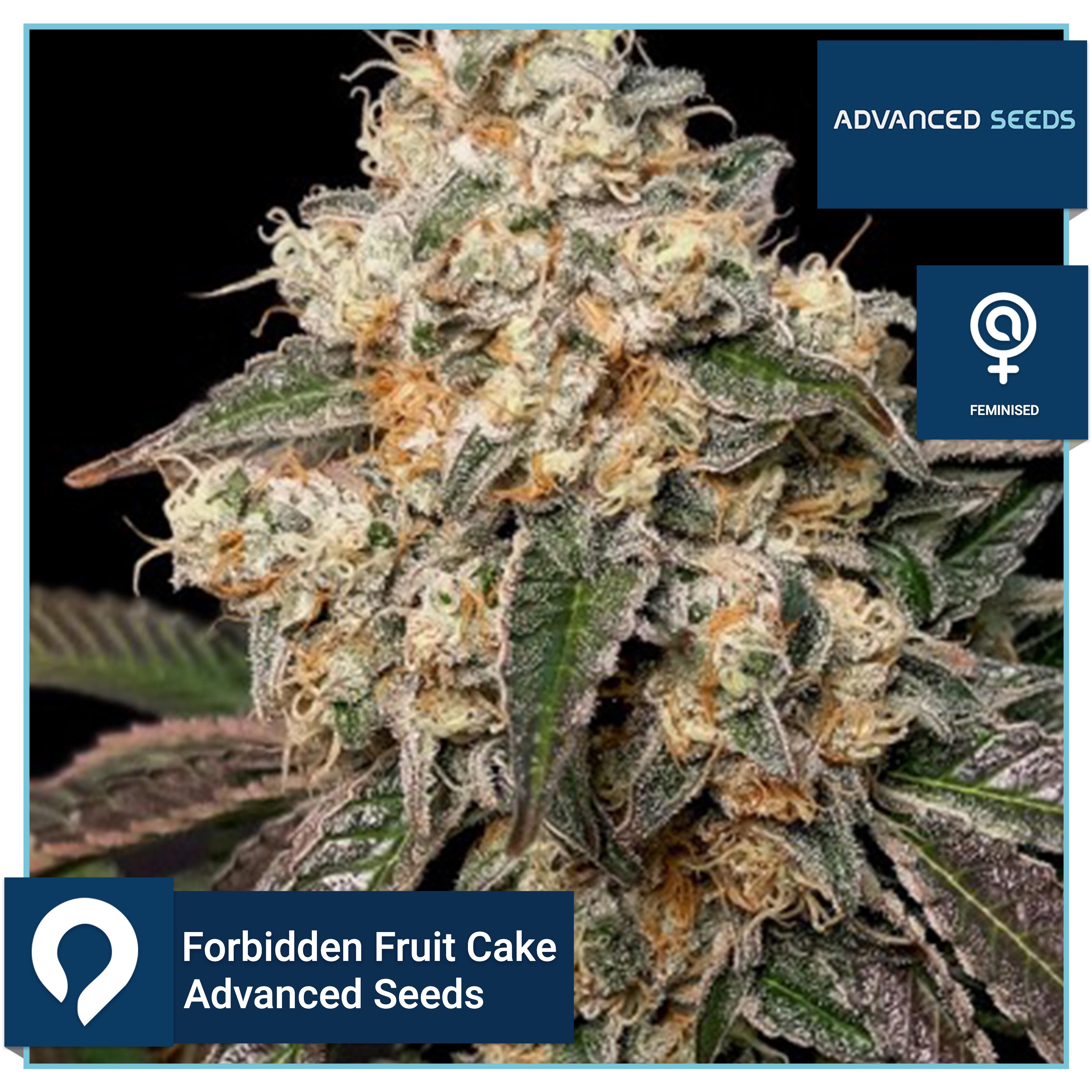 Forbidden Fruit Cake Advanced Seeds Feminised Seeds Kazam Seeds