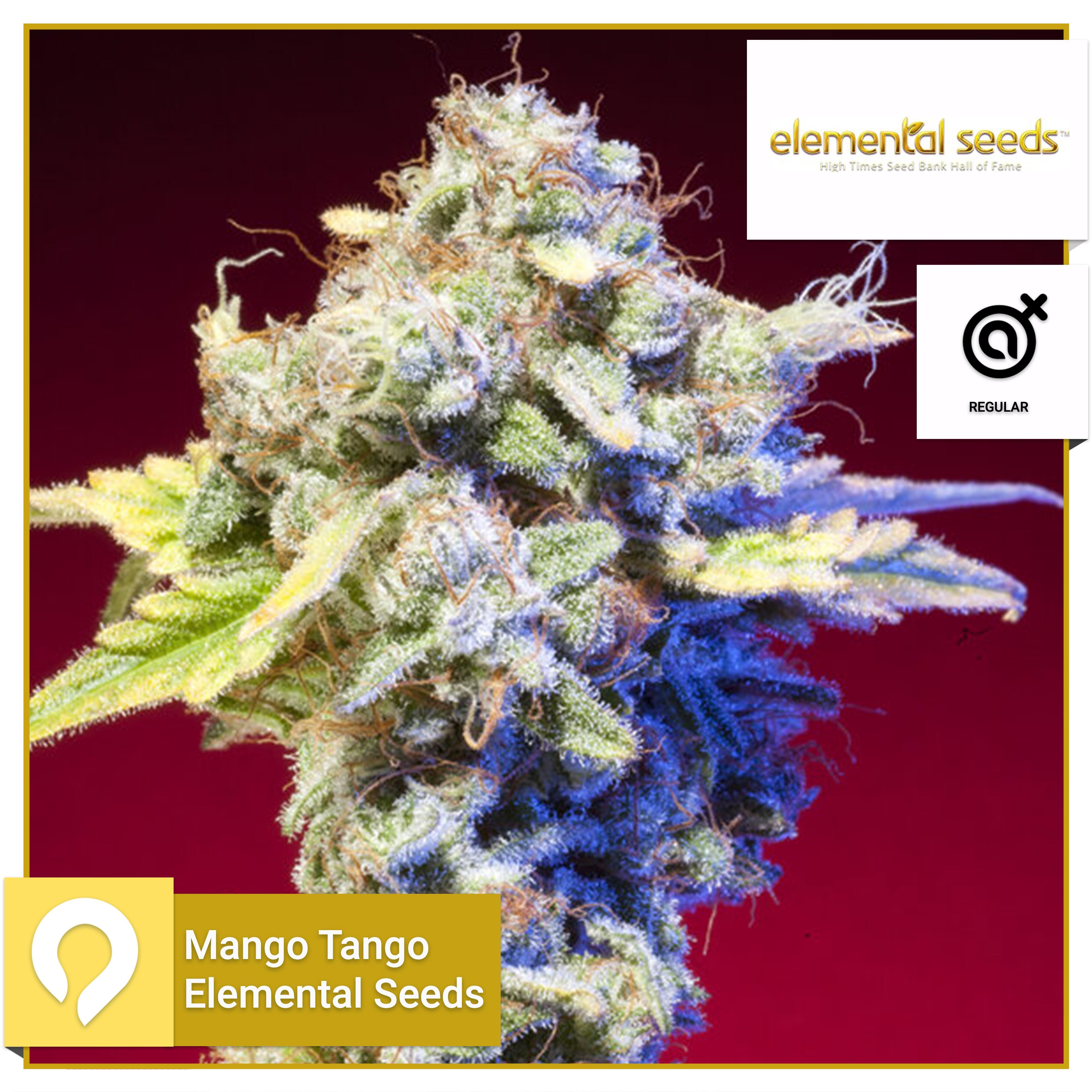 Mango Tango - Elemental Seeds - Regular Seeds | Kazam Seeds