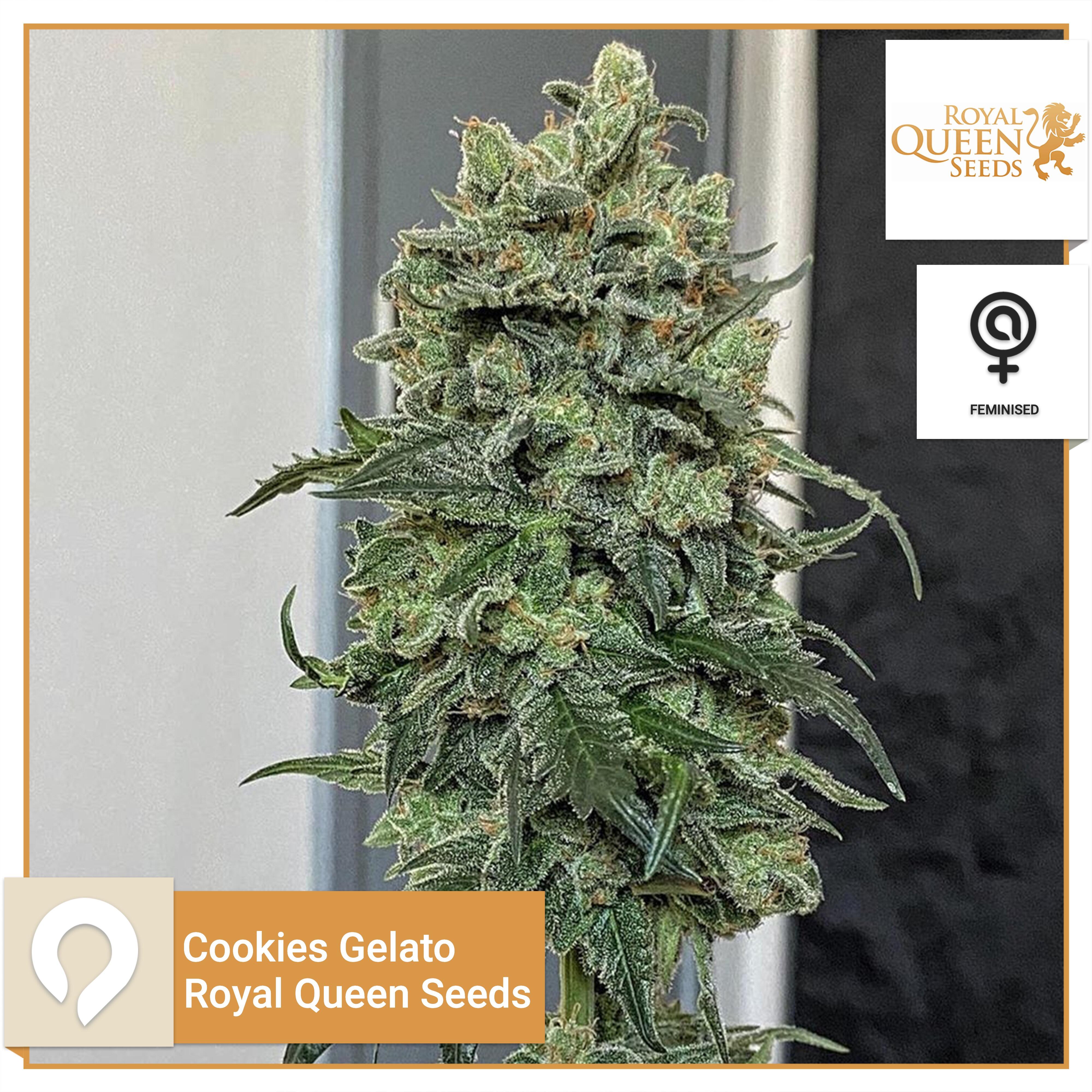 Cookies Gelato Royal Queen Seeds Feminised Seeds Kazam Seeds