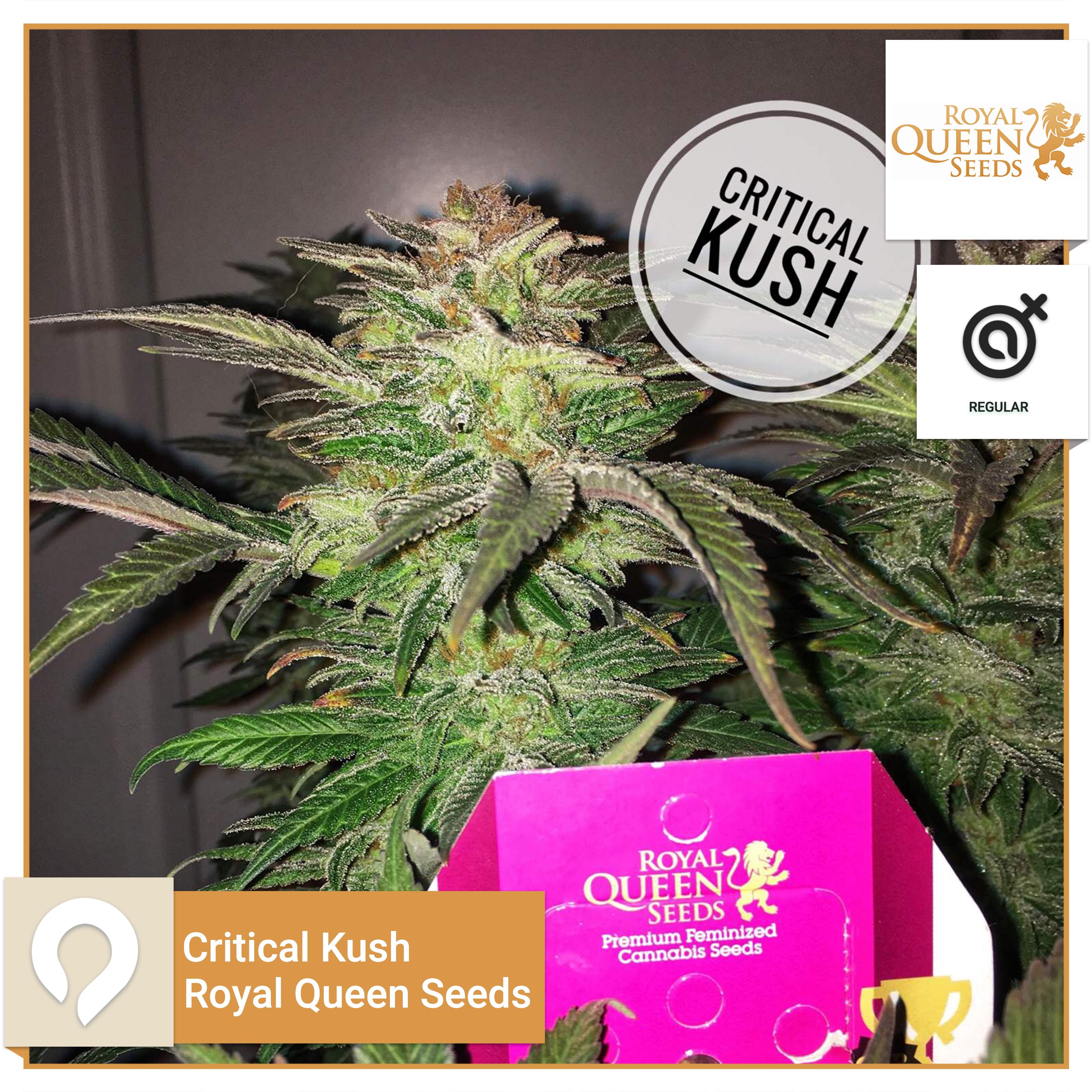 Critical Kush - Royal Queen Seeds - Regular Seeds | Kazam Seeds