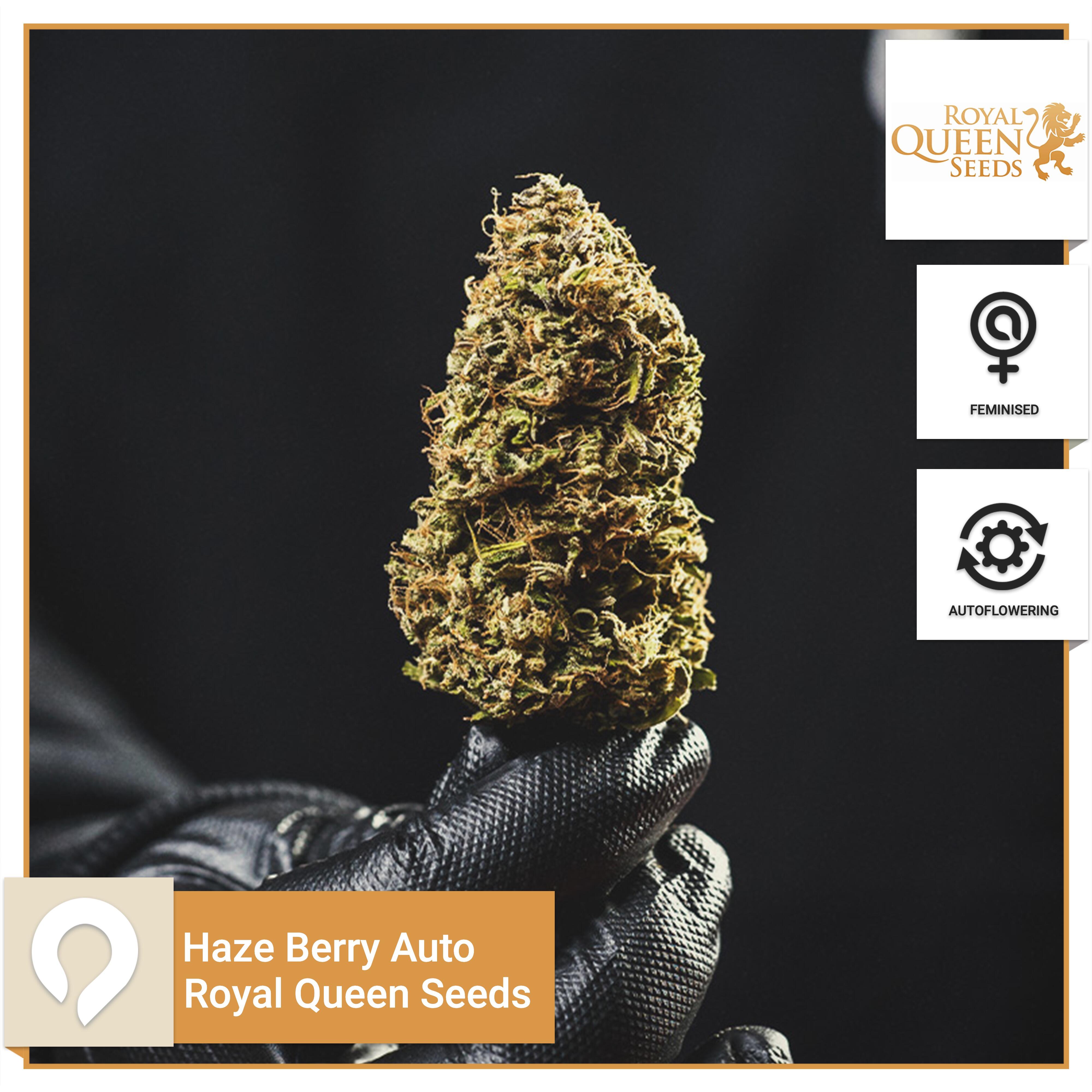 Haze Berry Auto Royal Queen Seeds Feminised Seeds Kazam Seeds