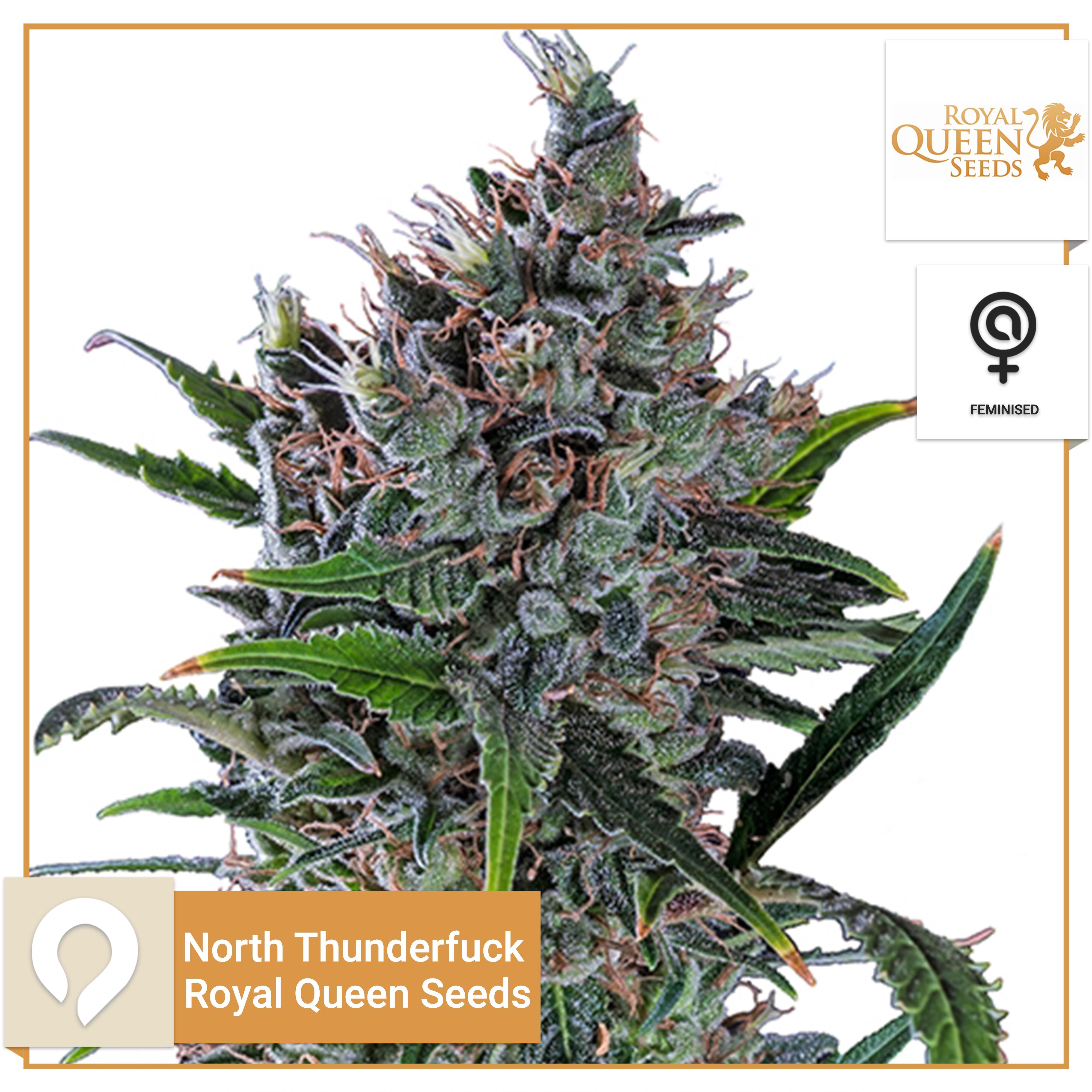 North Thunderfuck Royal Queen Seeds Feminised Seeds Kazam Seeds