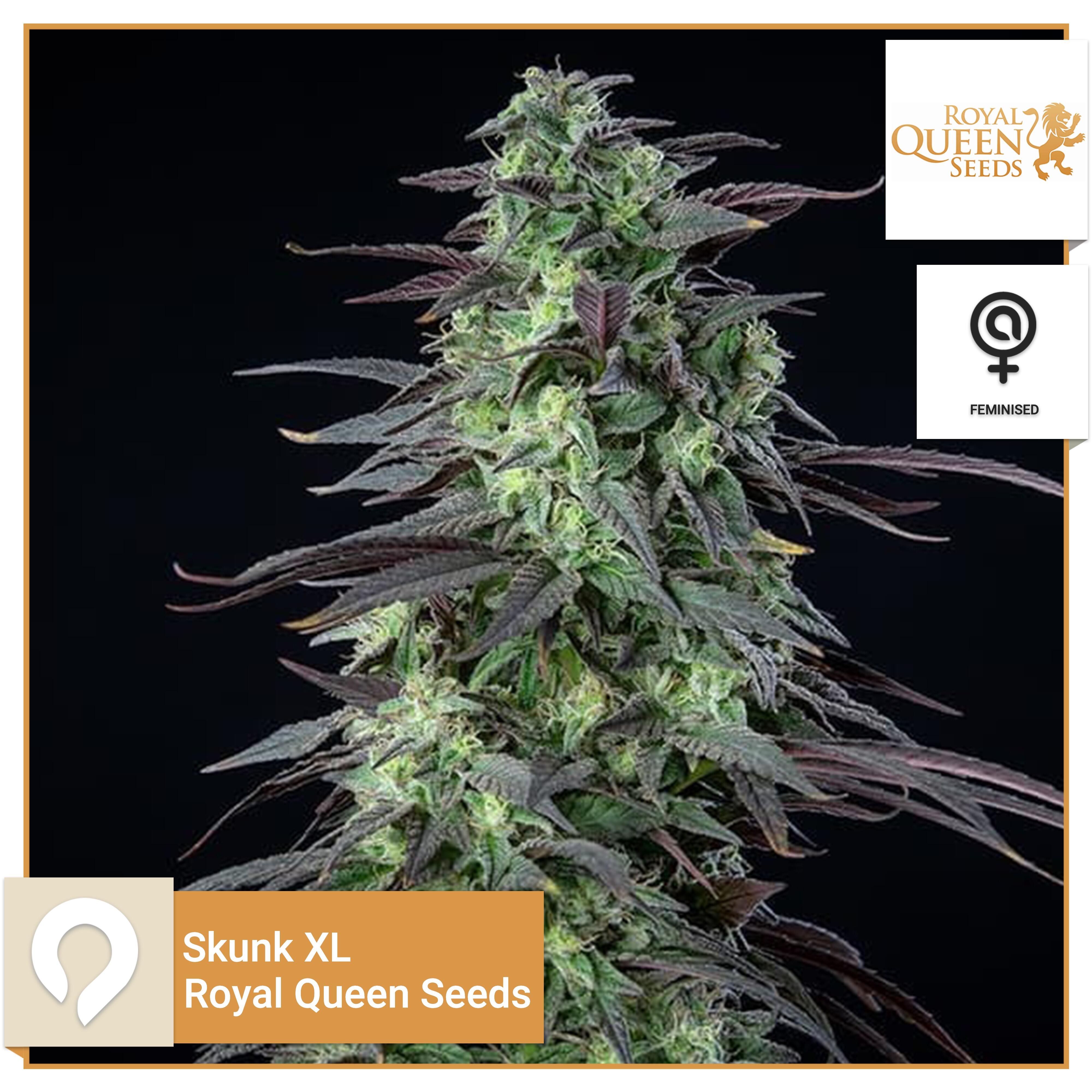 Skunk Xl Royal Queen Seeds Feminised Seeds Kazam Seeds