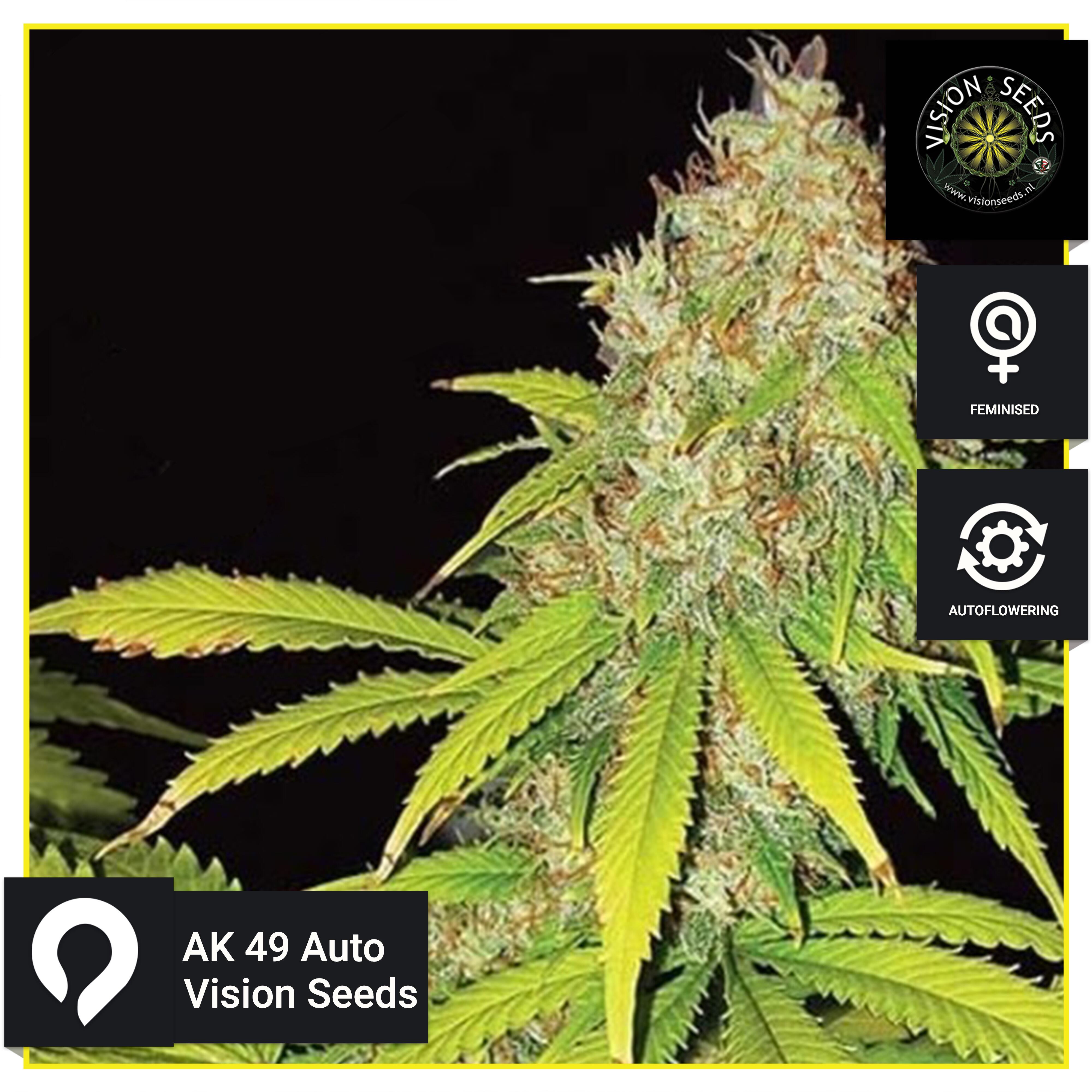 Ak 49 Auto Vision Seeds Feminised Seeds Kazam Seeds