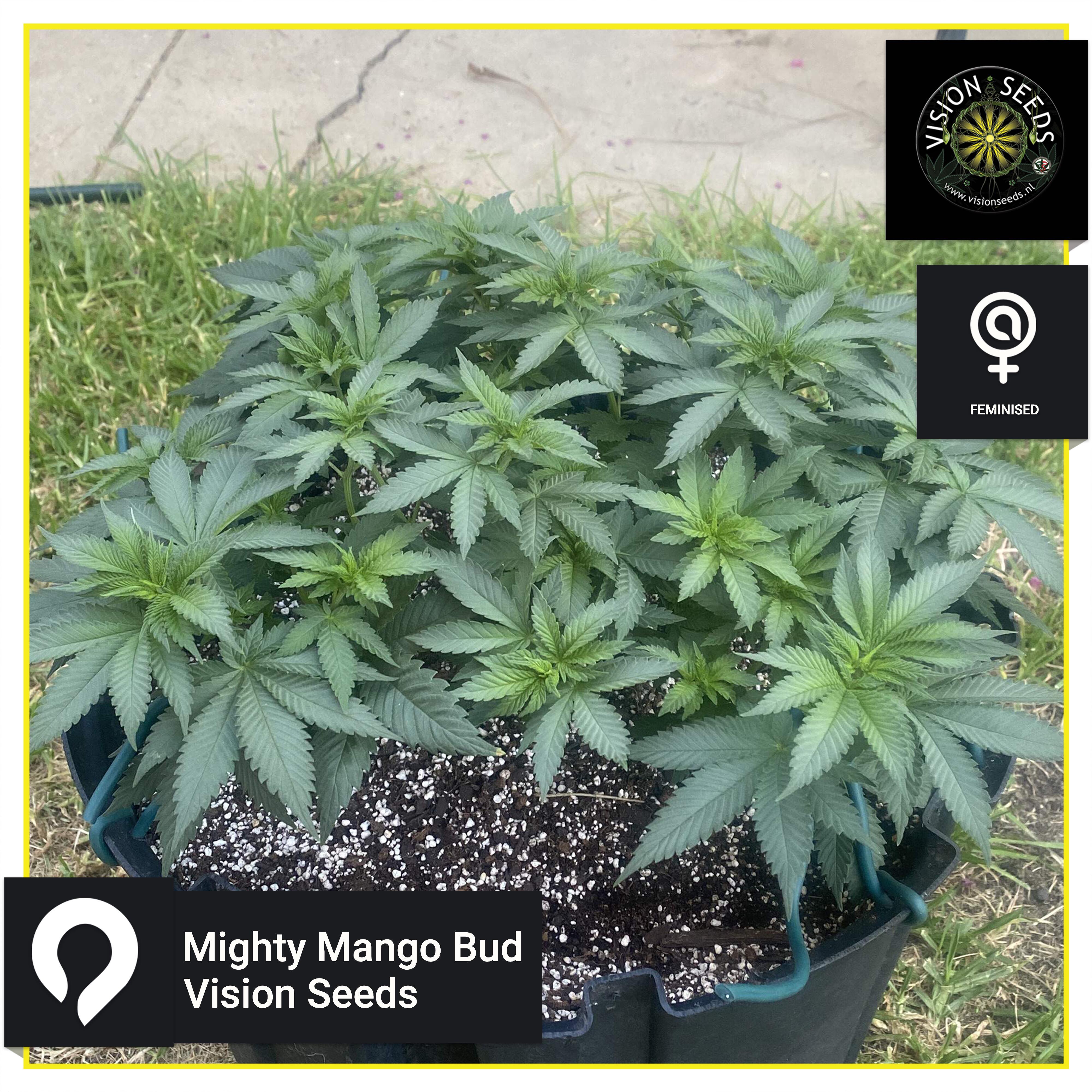 Mighty Mango Bud Vision Seeds Feminised Seeds Kazam Seeds