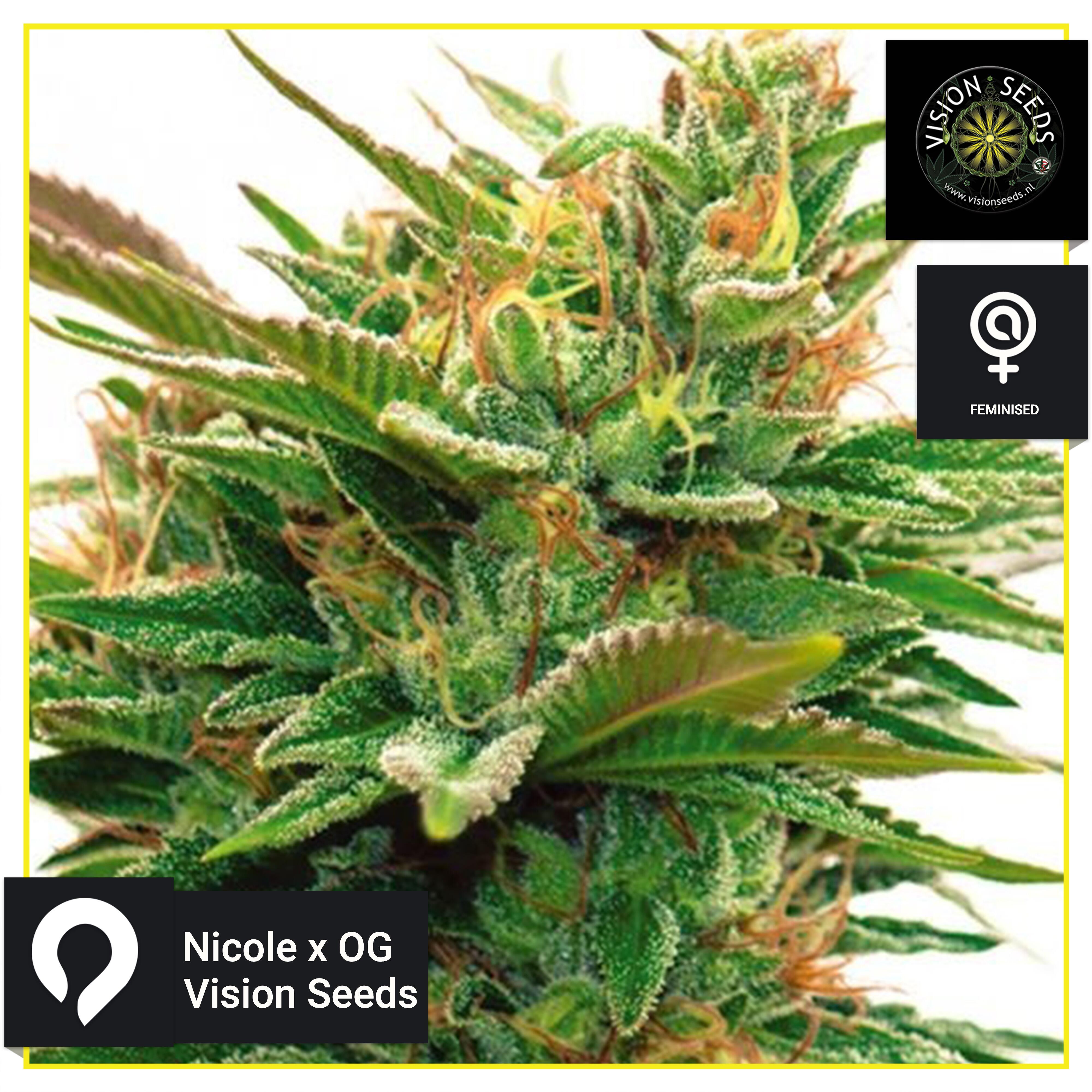 Nicole X Og Vision Seeds Feminised Seeds Kazam Seeds