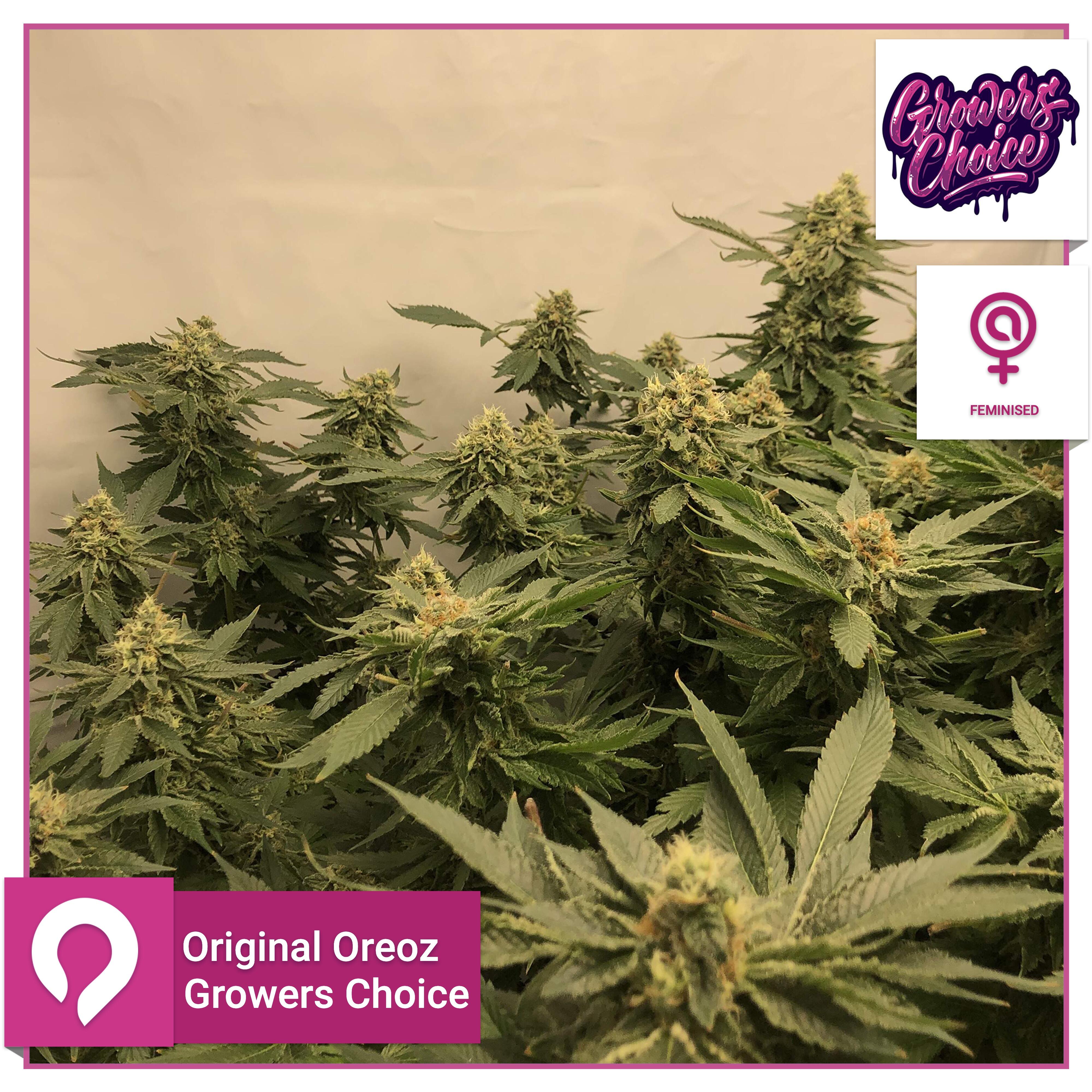 Original Oreoz - Growers Choice - Feminised Seeds | Kazam Seeds