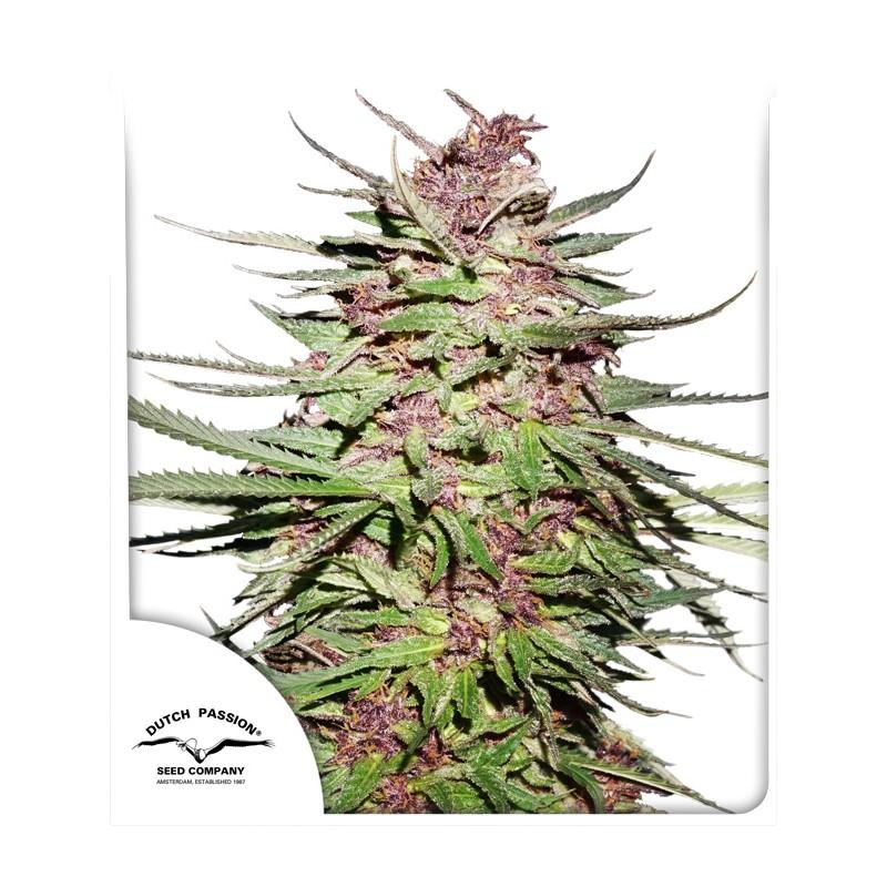 Purple #1