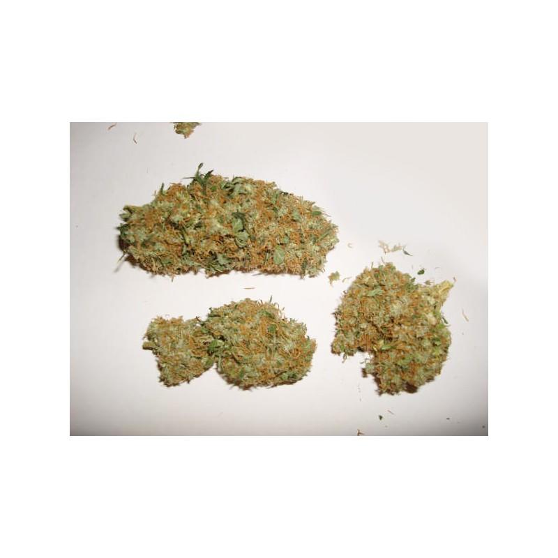 Skunk #11