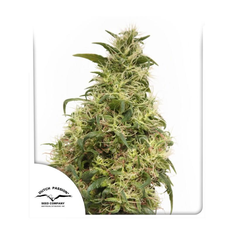 THC-Victory