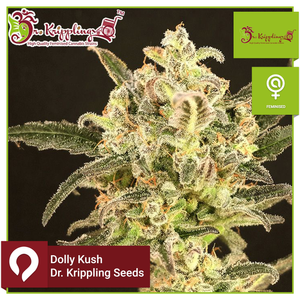 Dolly Kush