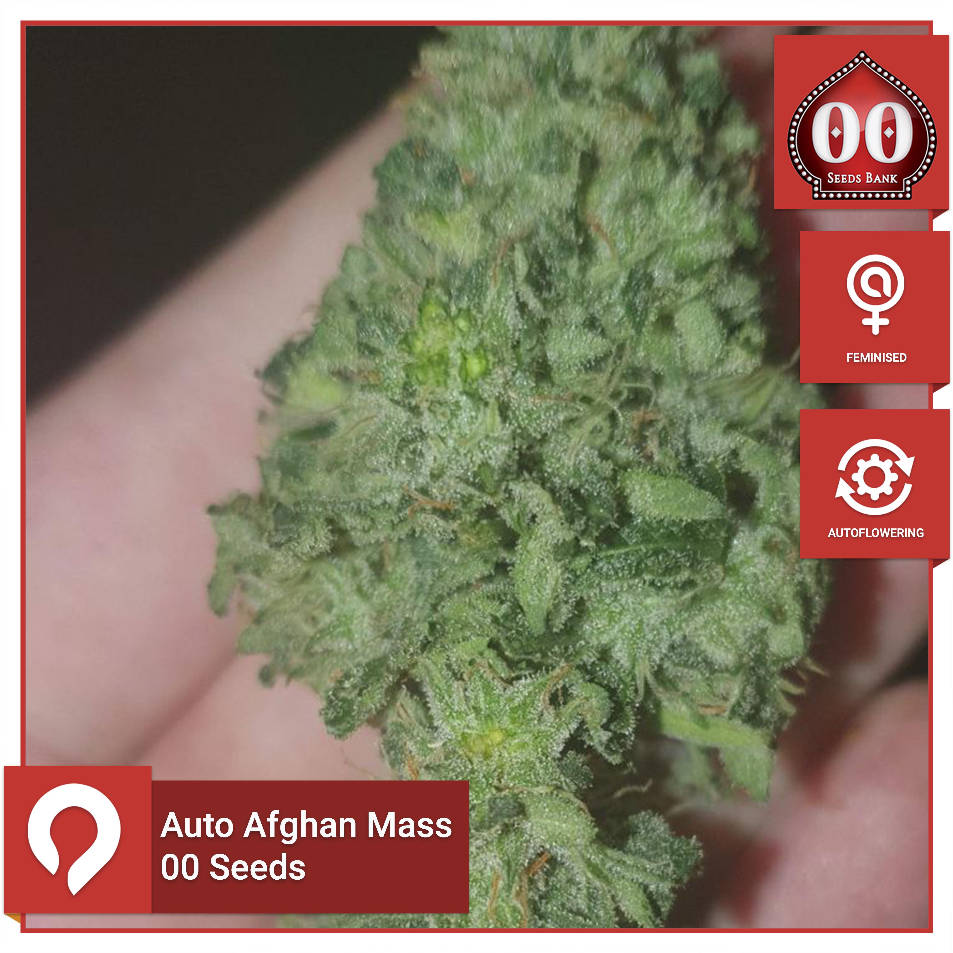 Auto Afghan Mass