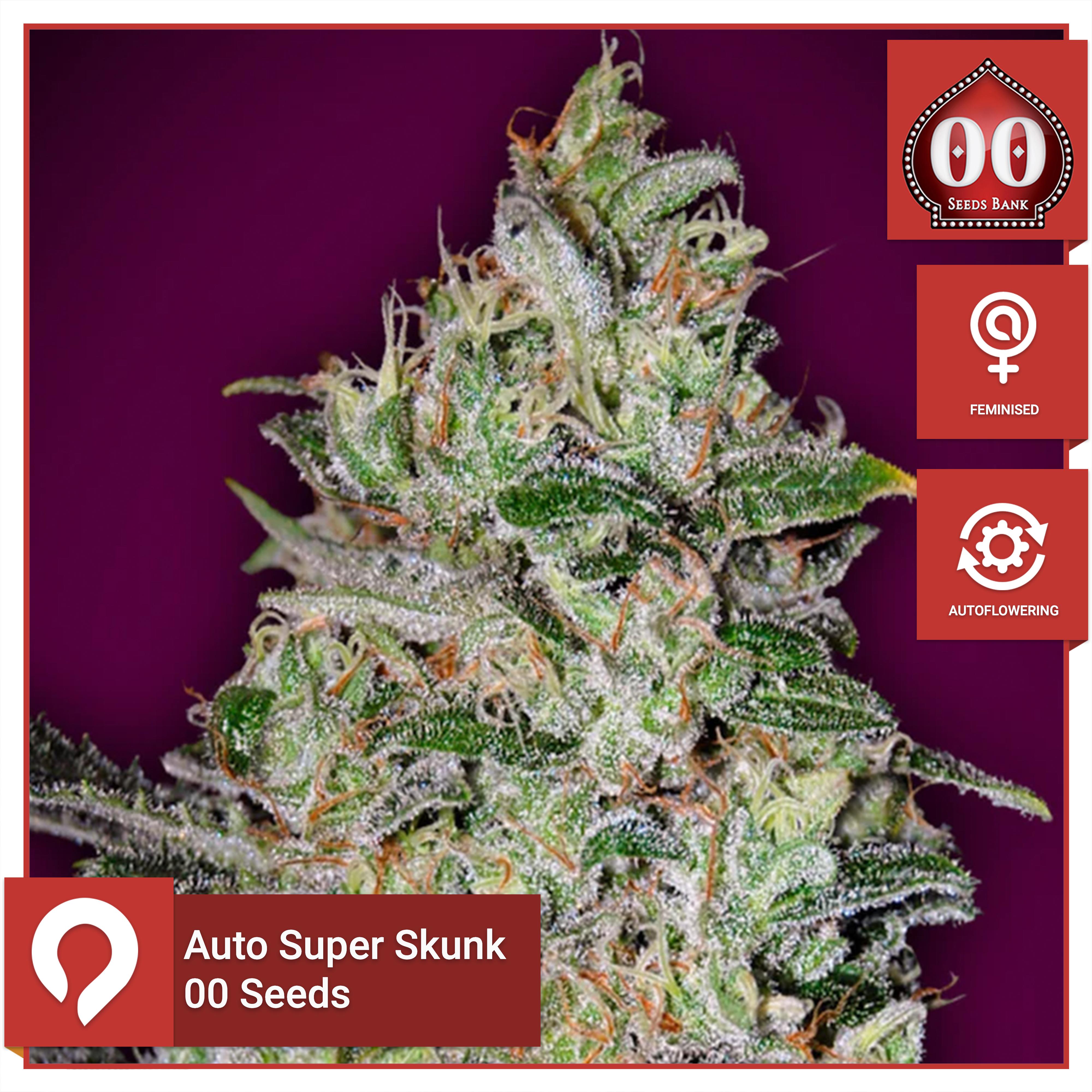 Auto Super Skunk