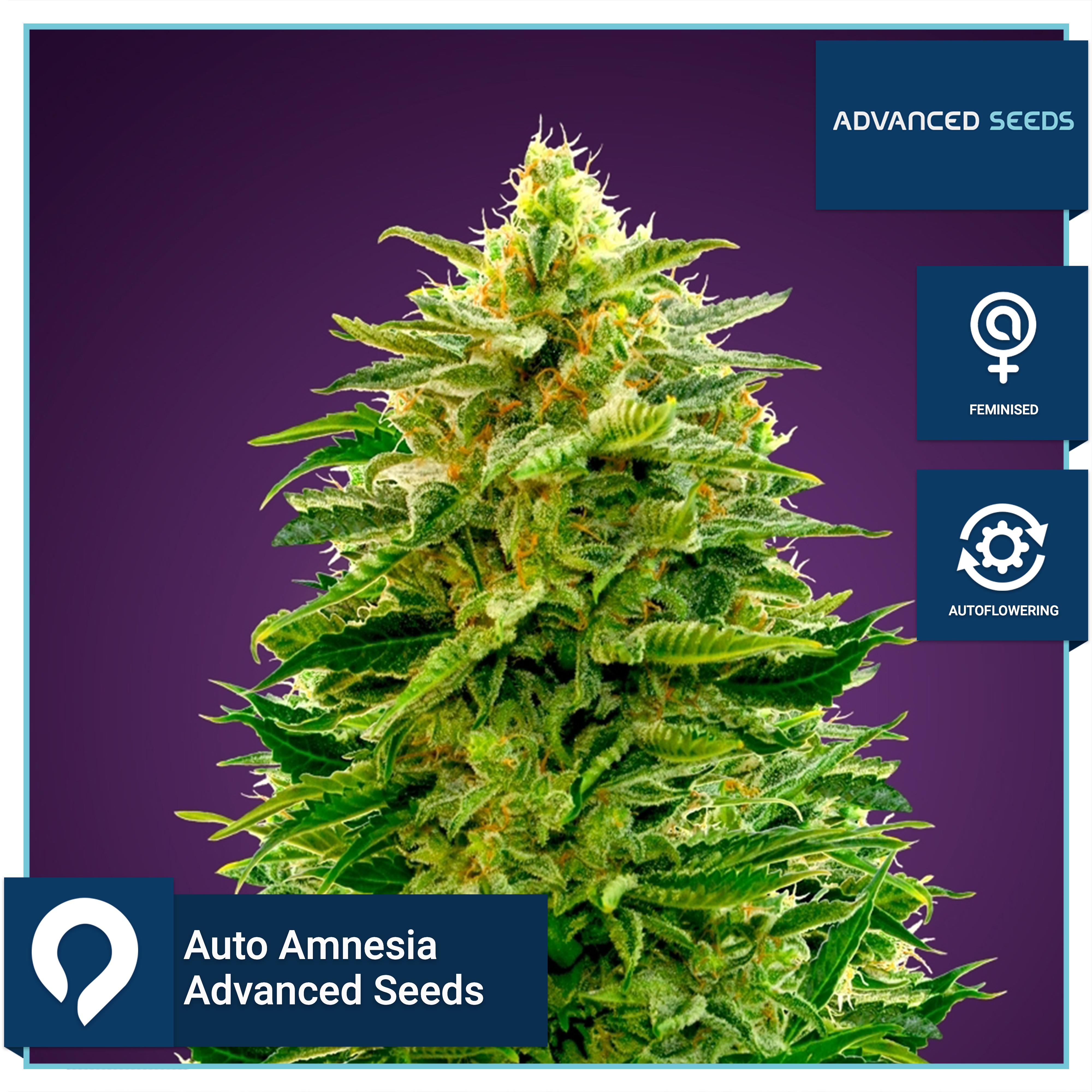 Auto Amnesia