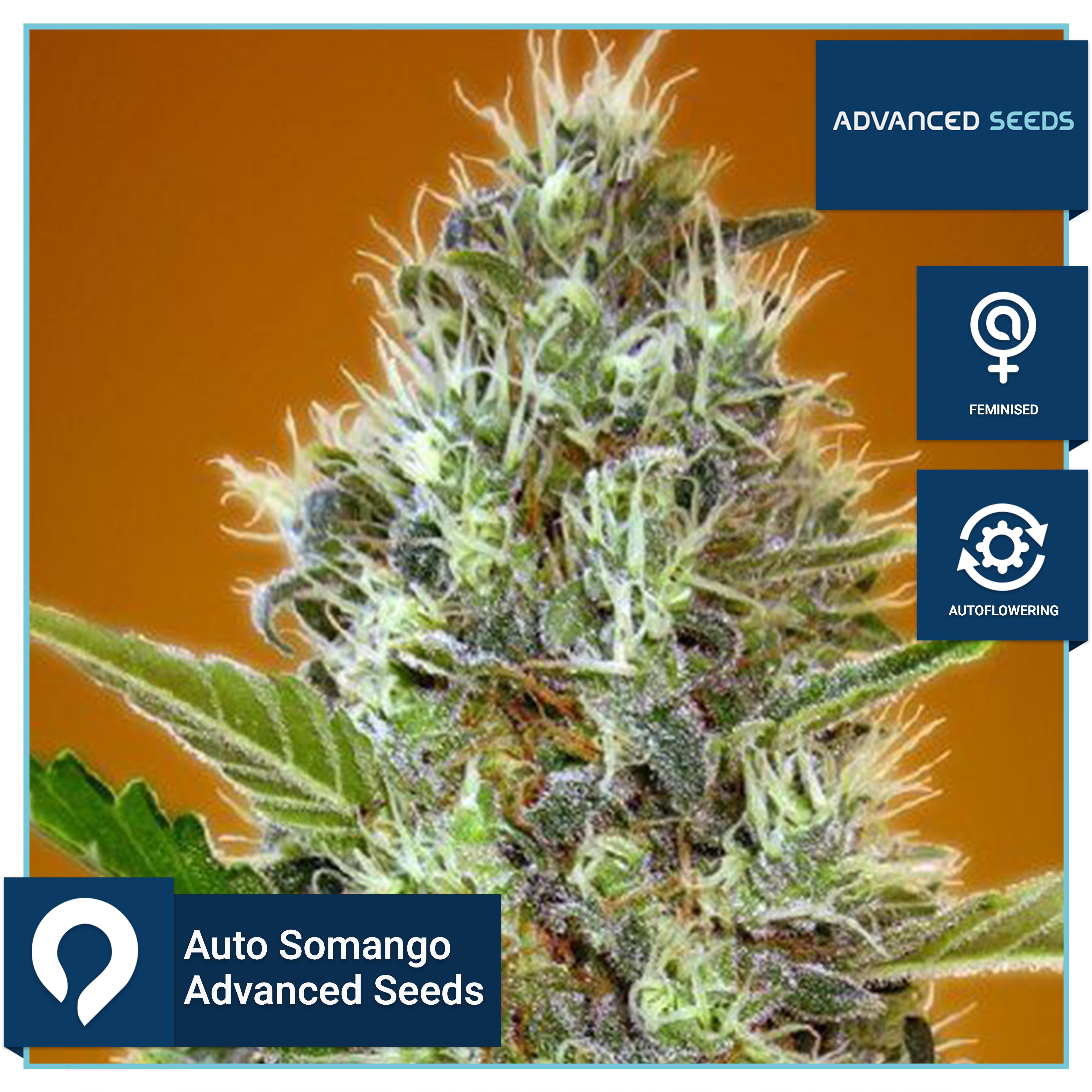 Auto Somango