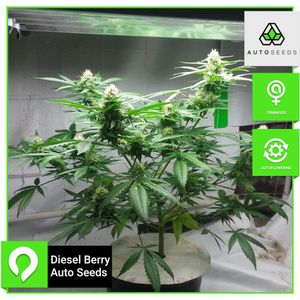 Diesel Berry