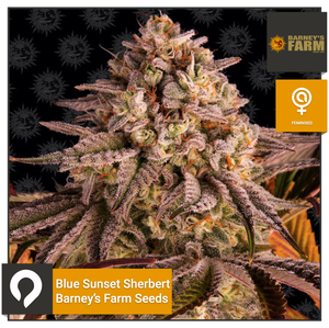 Blue Sunset Sherbert