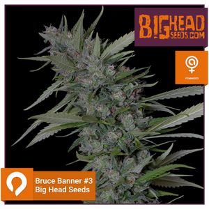 Bruce Banner #3