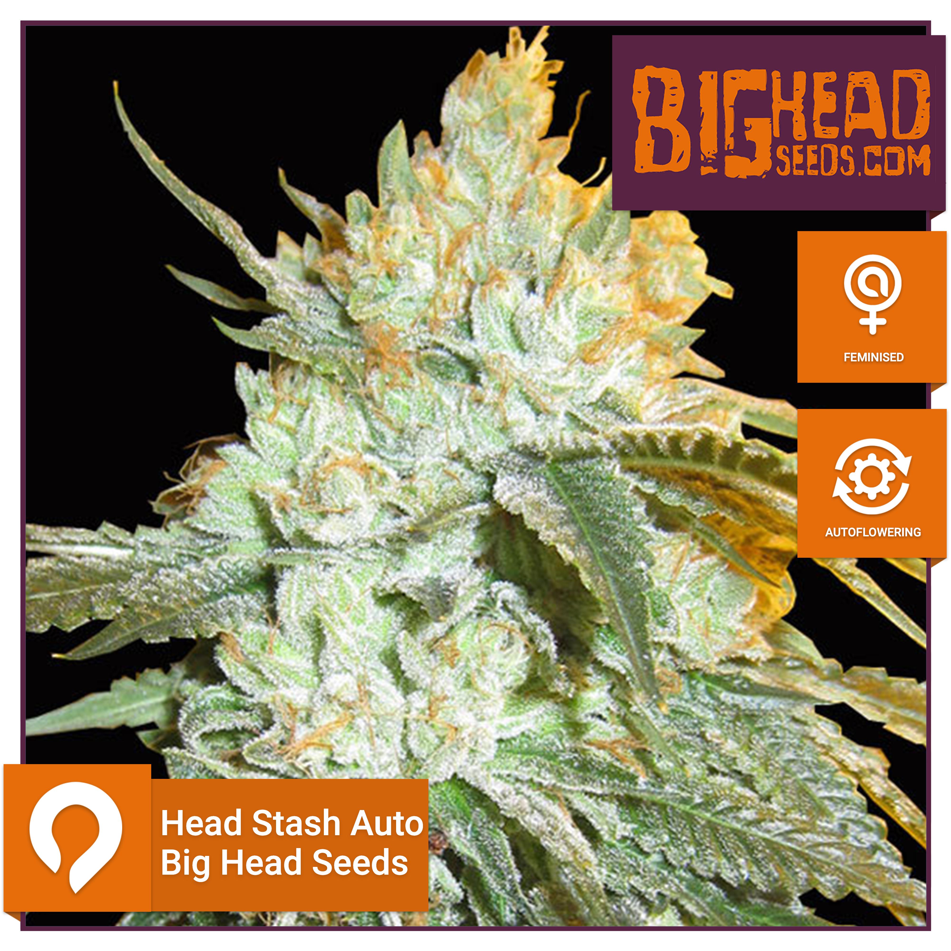 Head Stash Auto