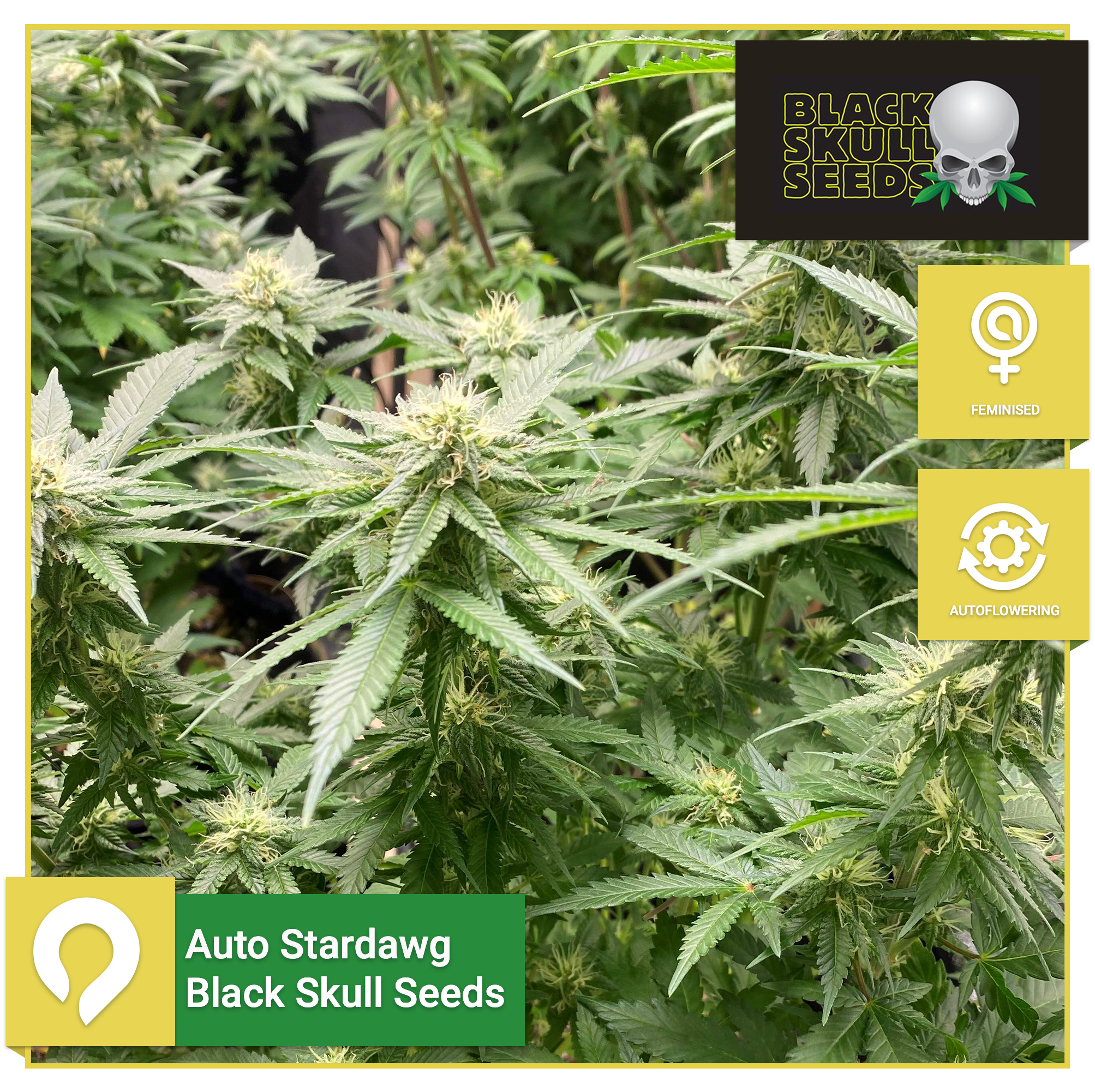 Auto Stardawg