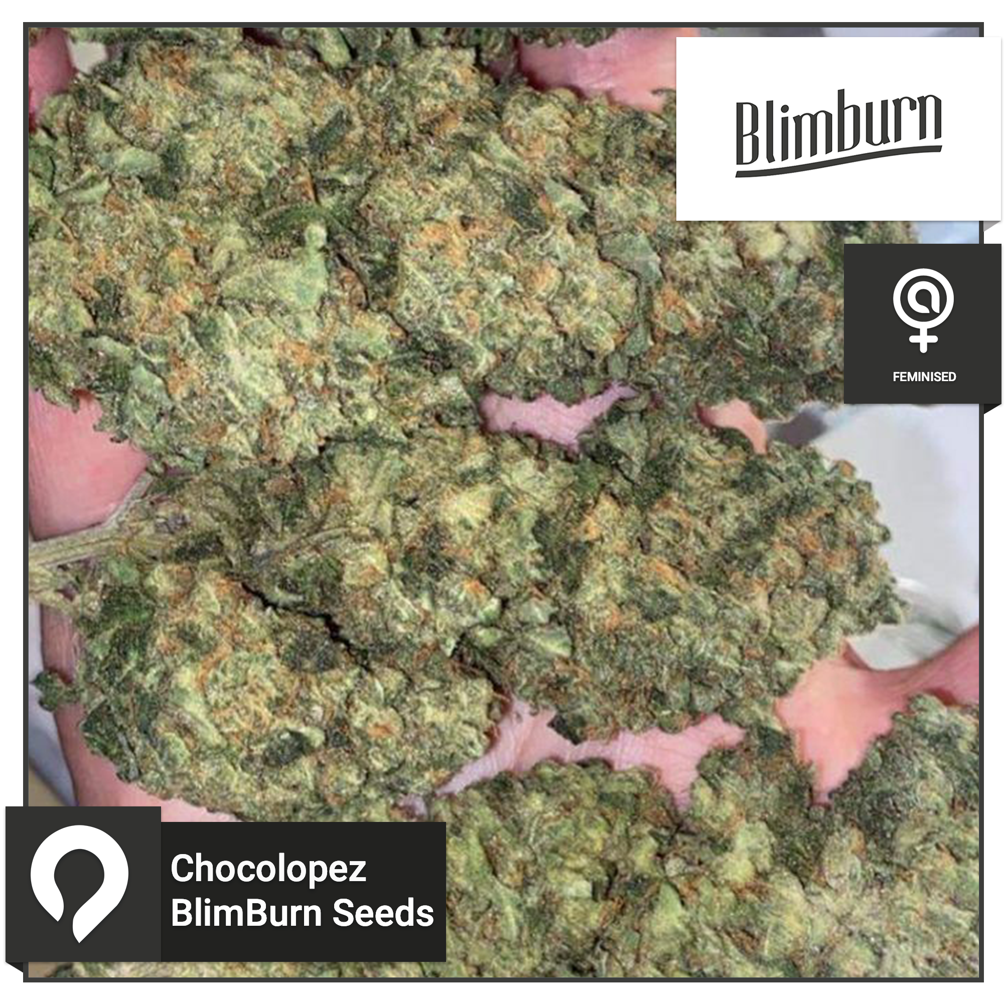 Chocolopez