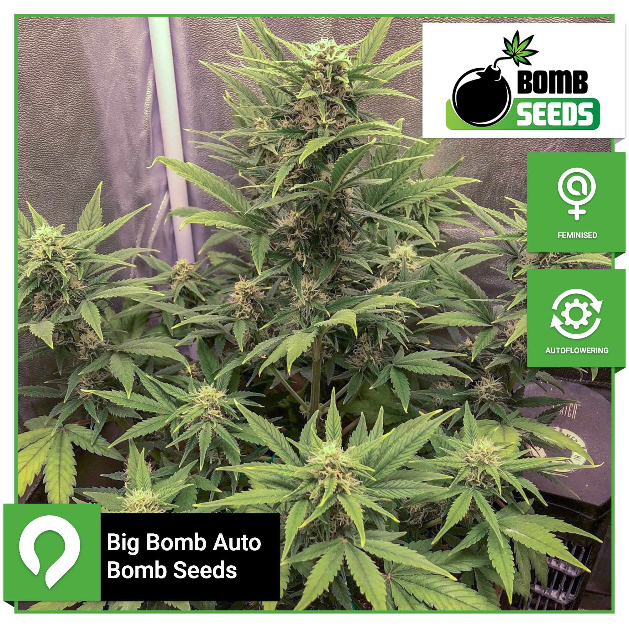 Big Bomb Auto