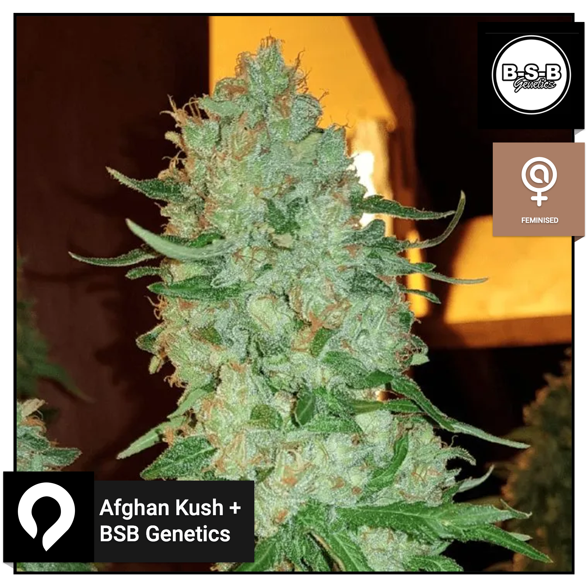 Afghan Kush +