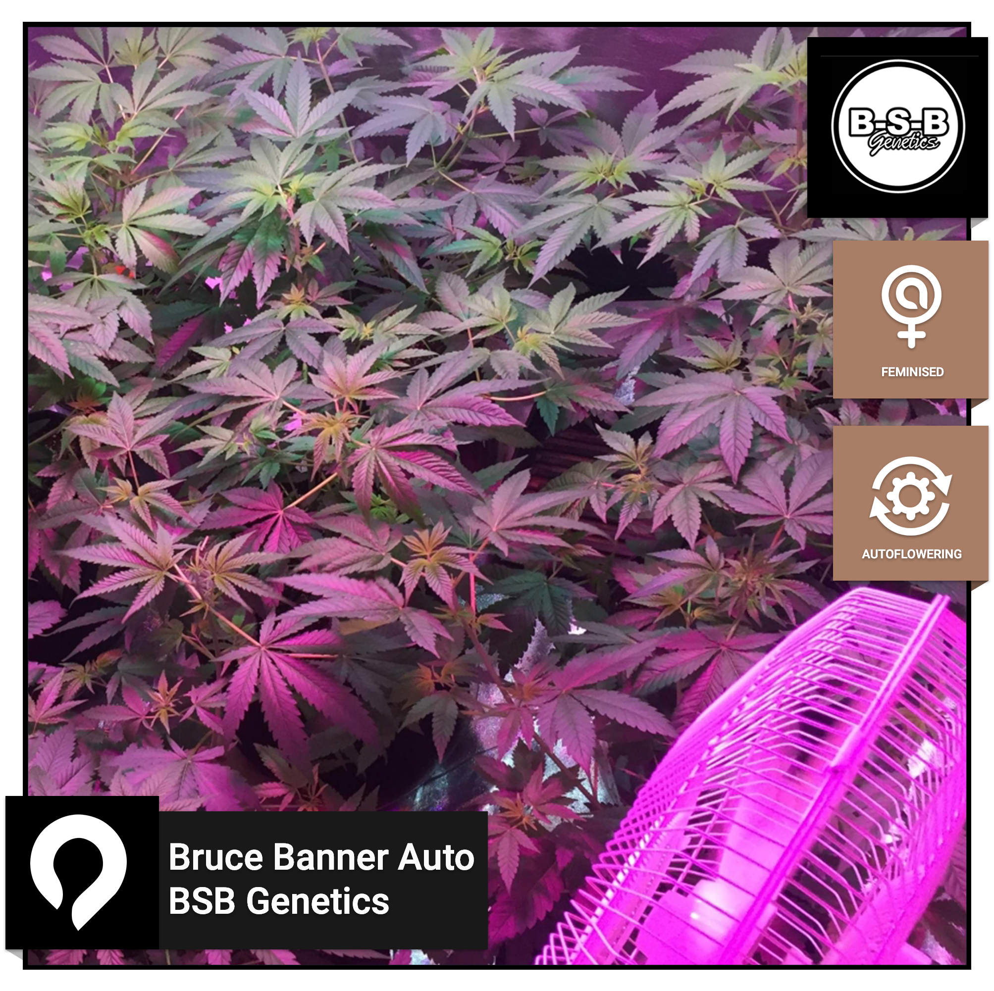 Bruce Banner Auto