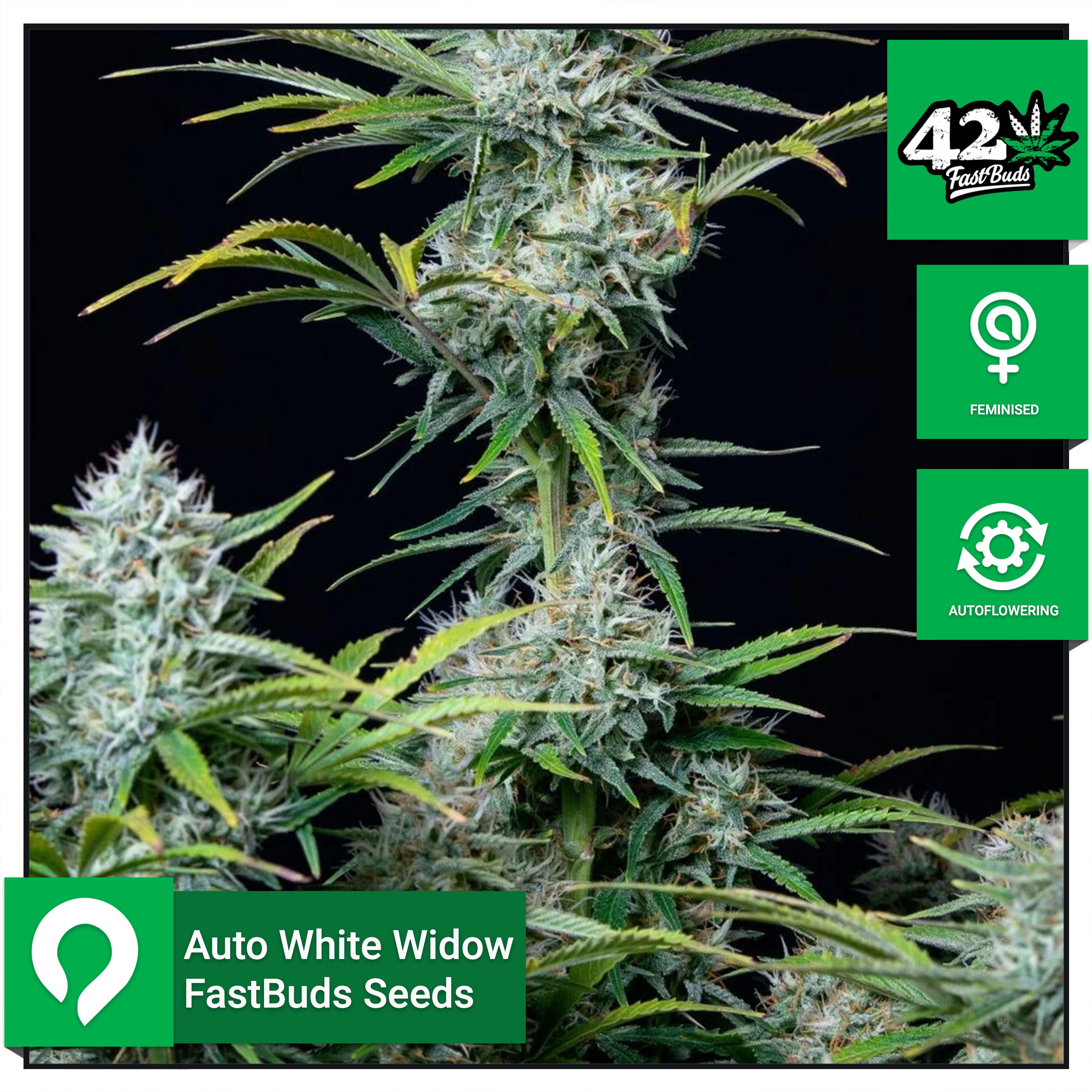 Auto White Widow