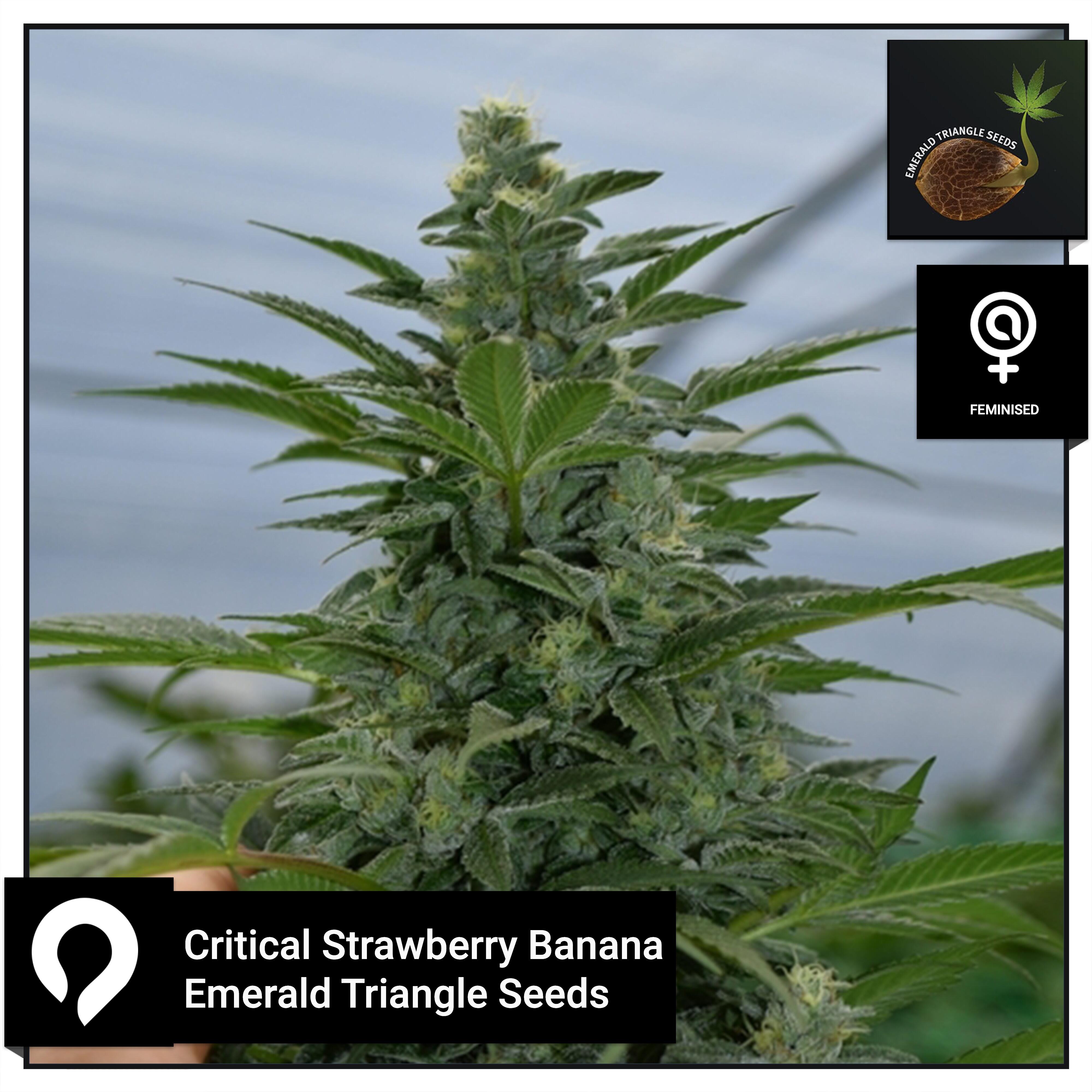 Critical Strawberry Banana