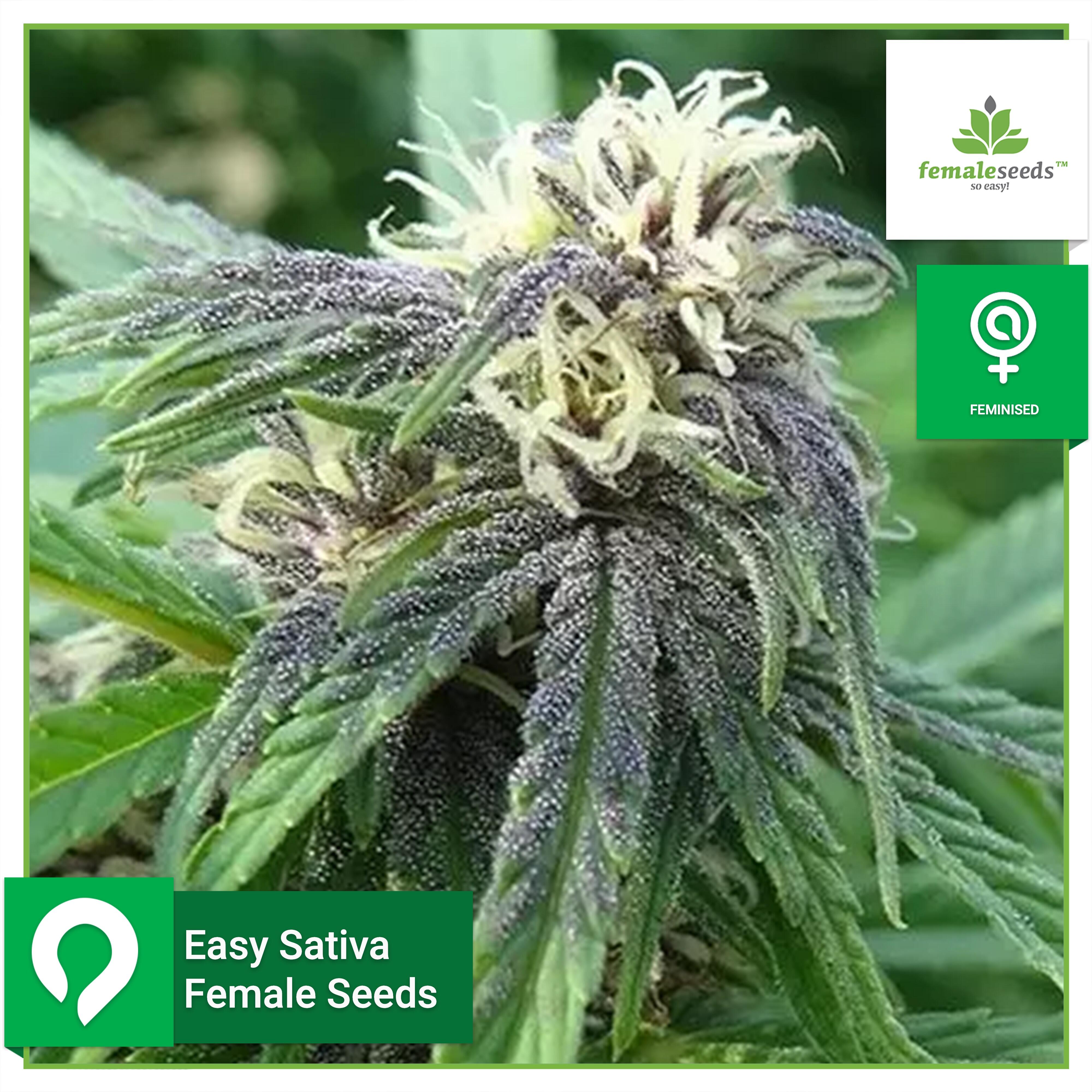 Easy Sativa