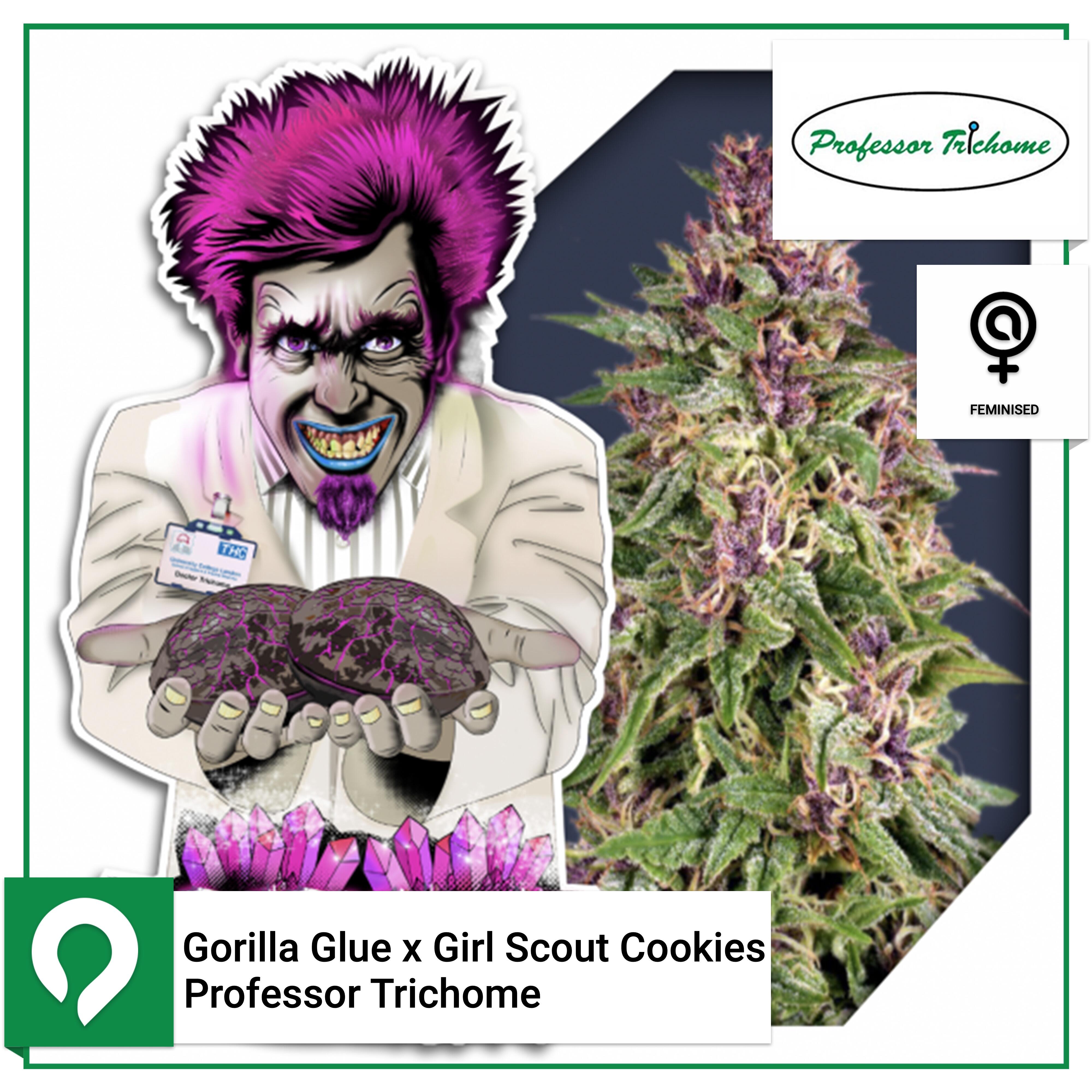 Gorilla Glue x Girl Scout Cookies Professor Trichome Feminised