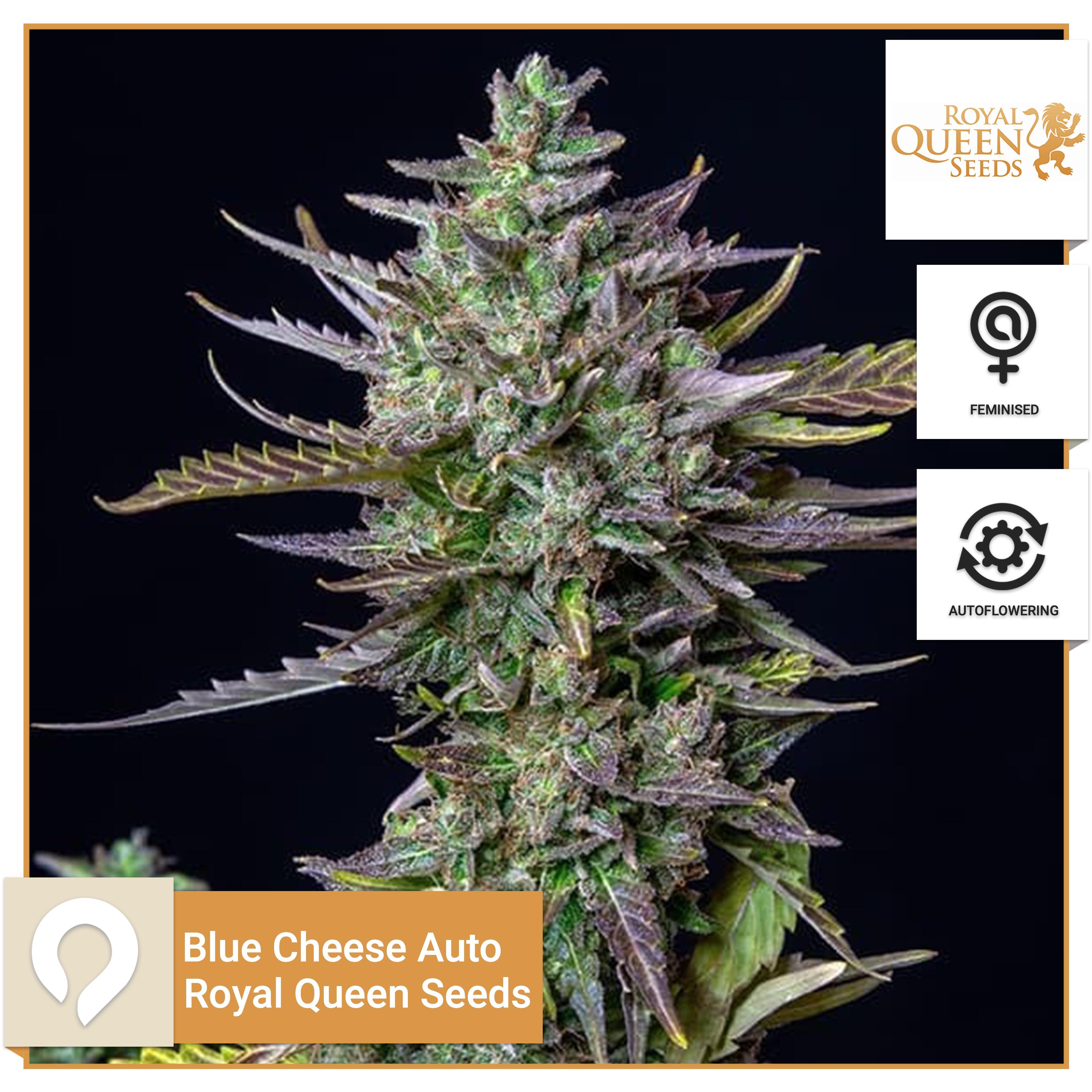 Blue Cheese Auto Royal Queen Seeds Feminised Seeds Kazam Seeds